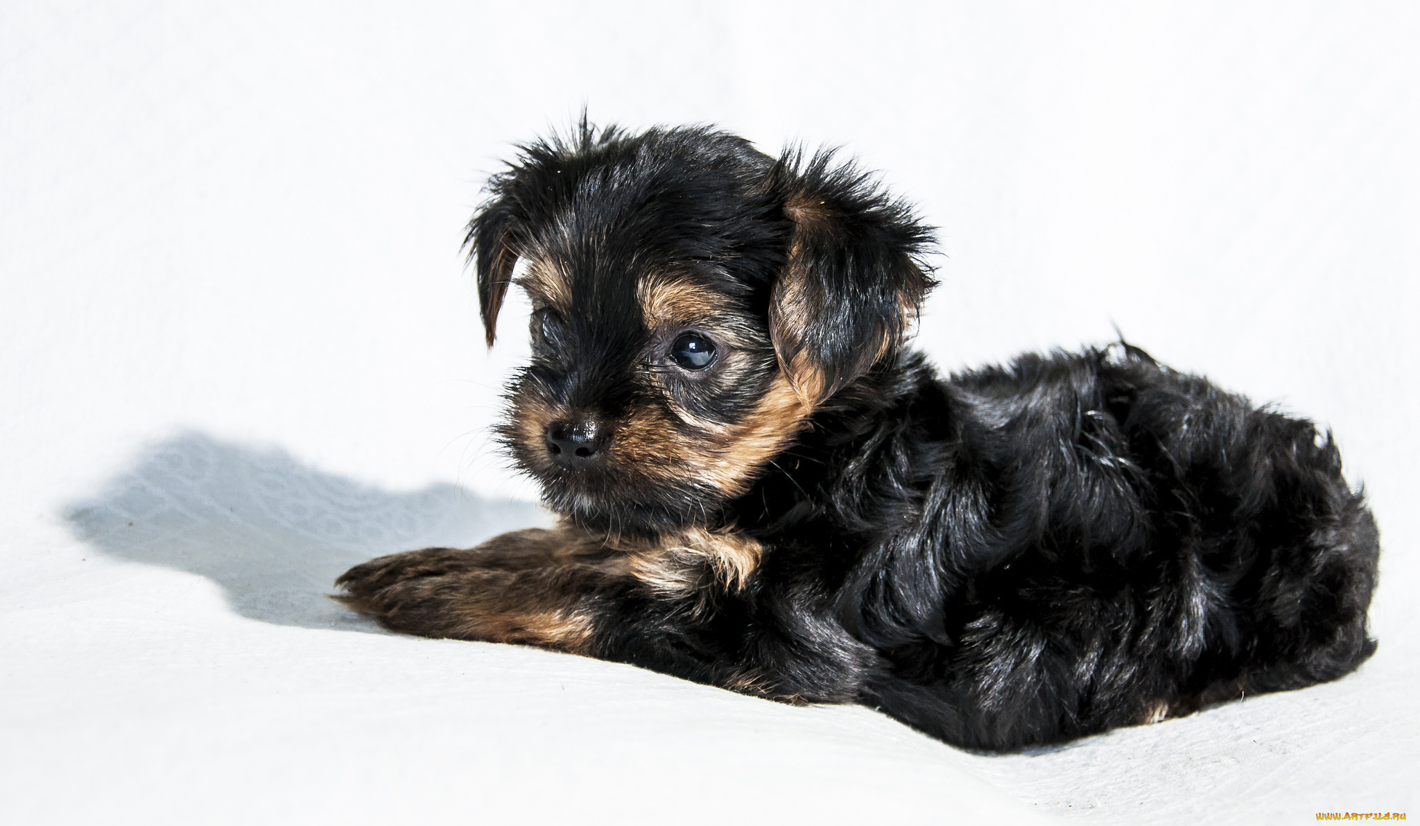 животные, собаки, песик