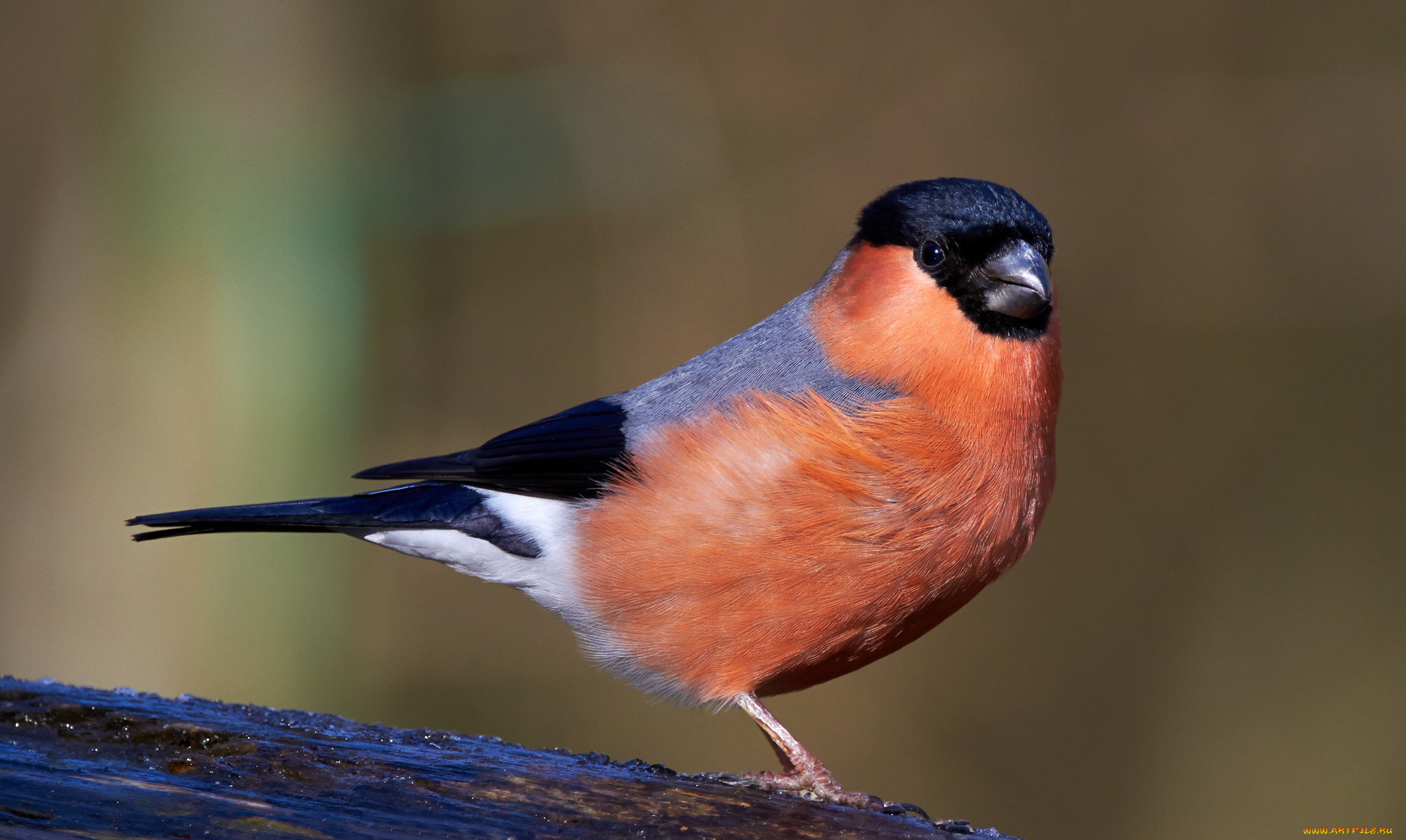 животные, снегири, птичка