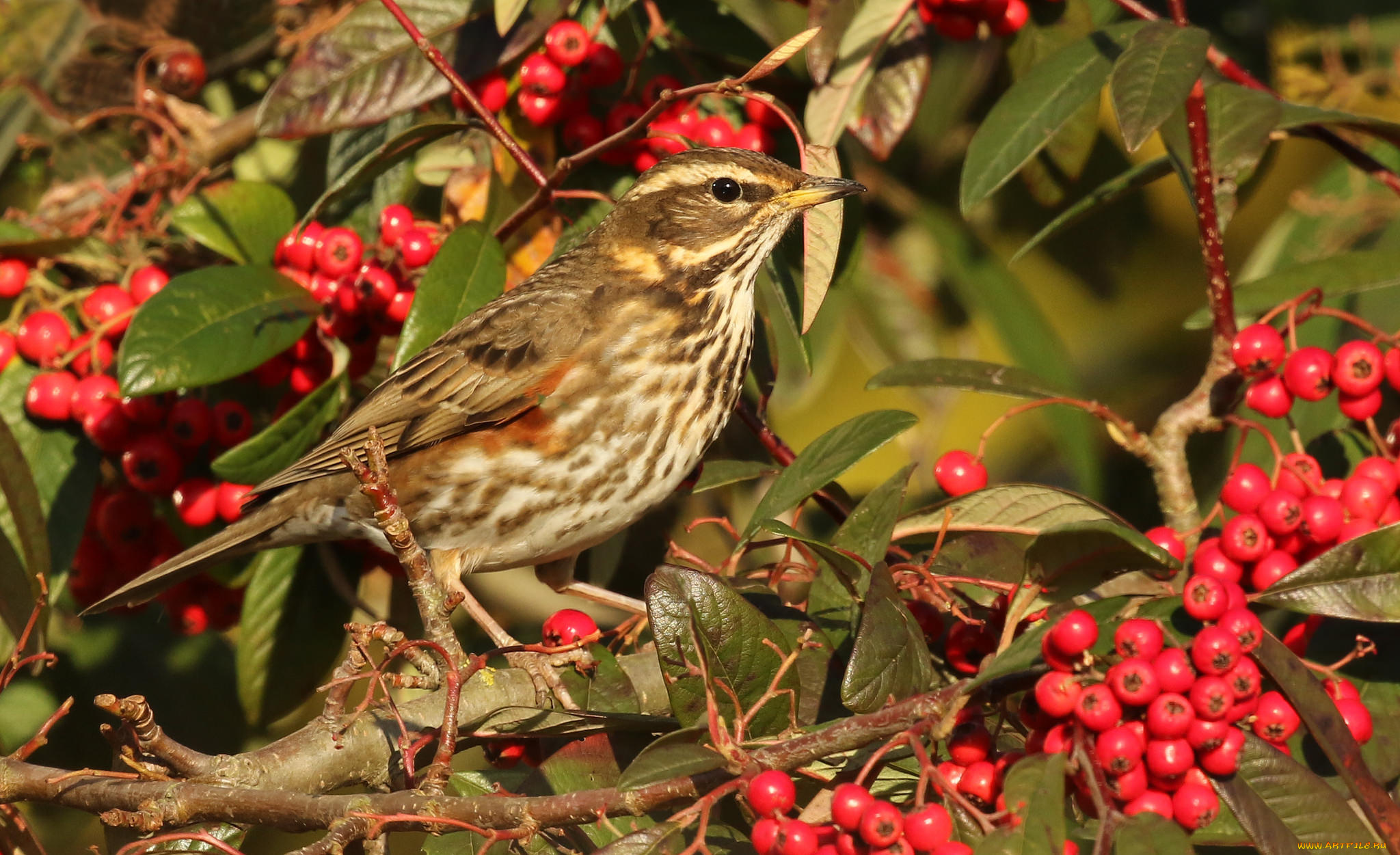 животные, птицы, птичка