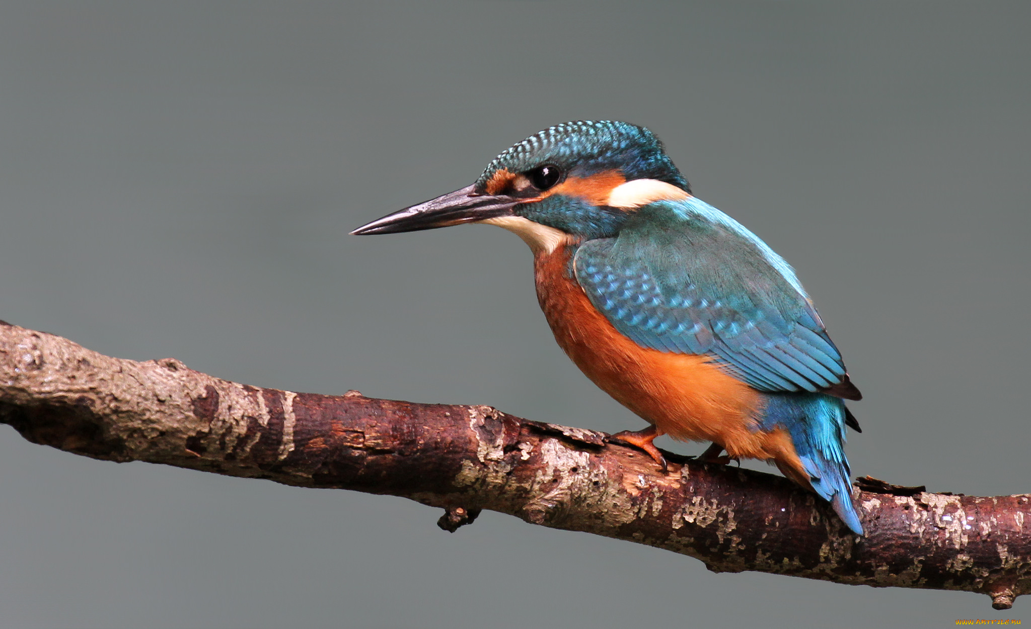 животные, зимородки, птичка