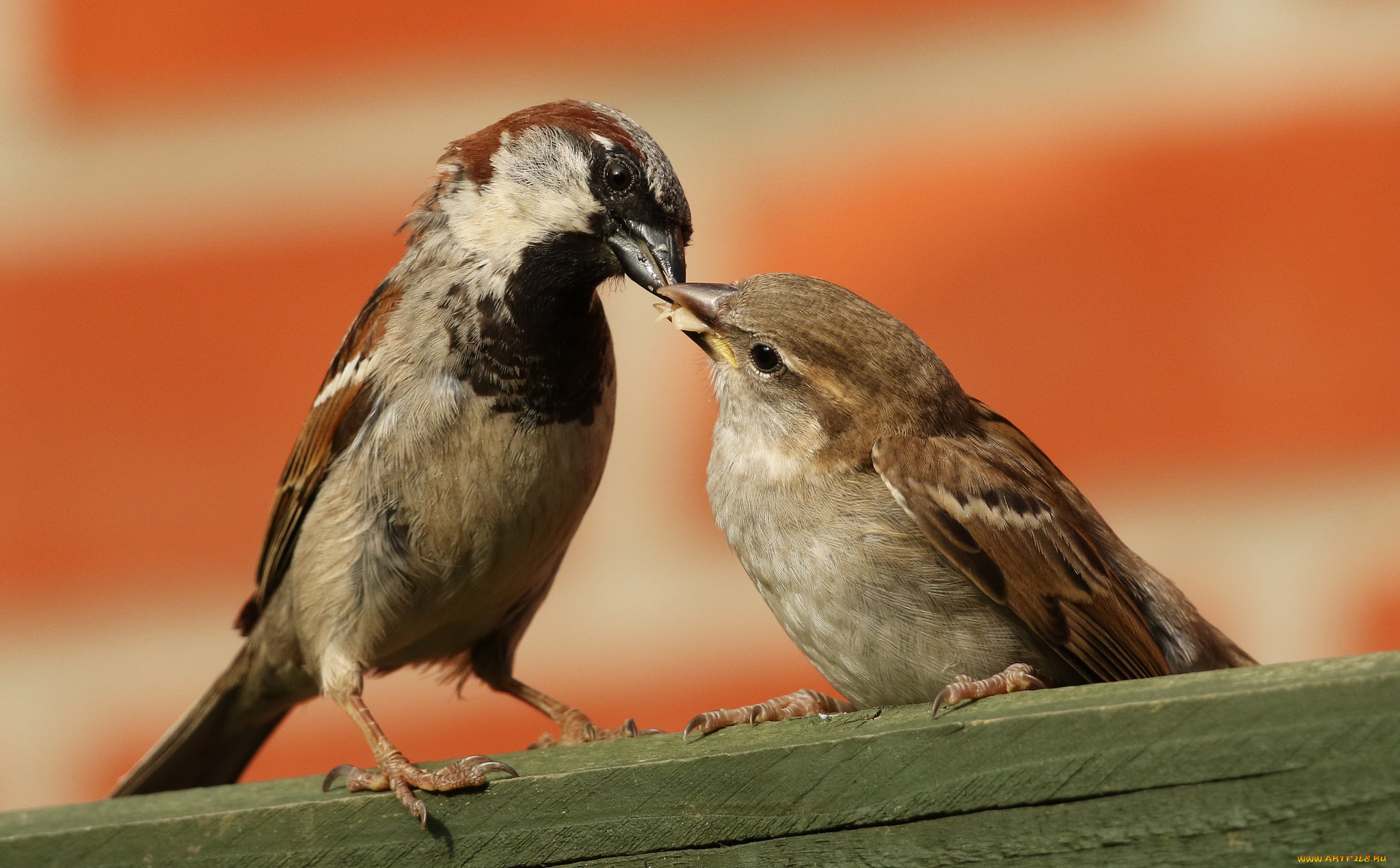 животные, воробьи, птичка