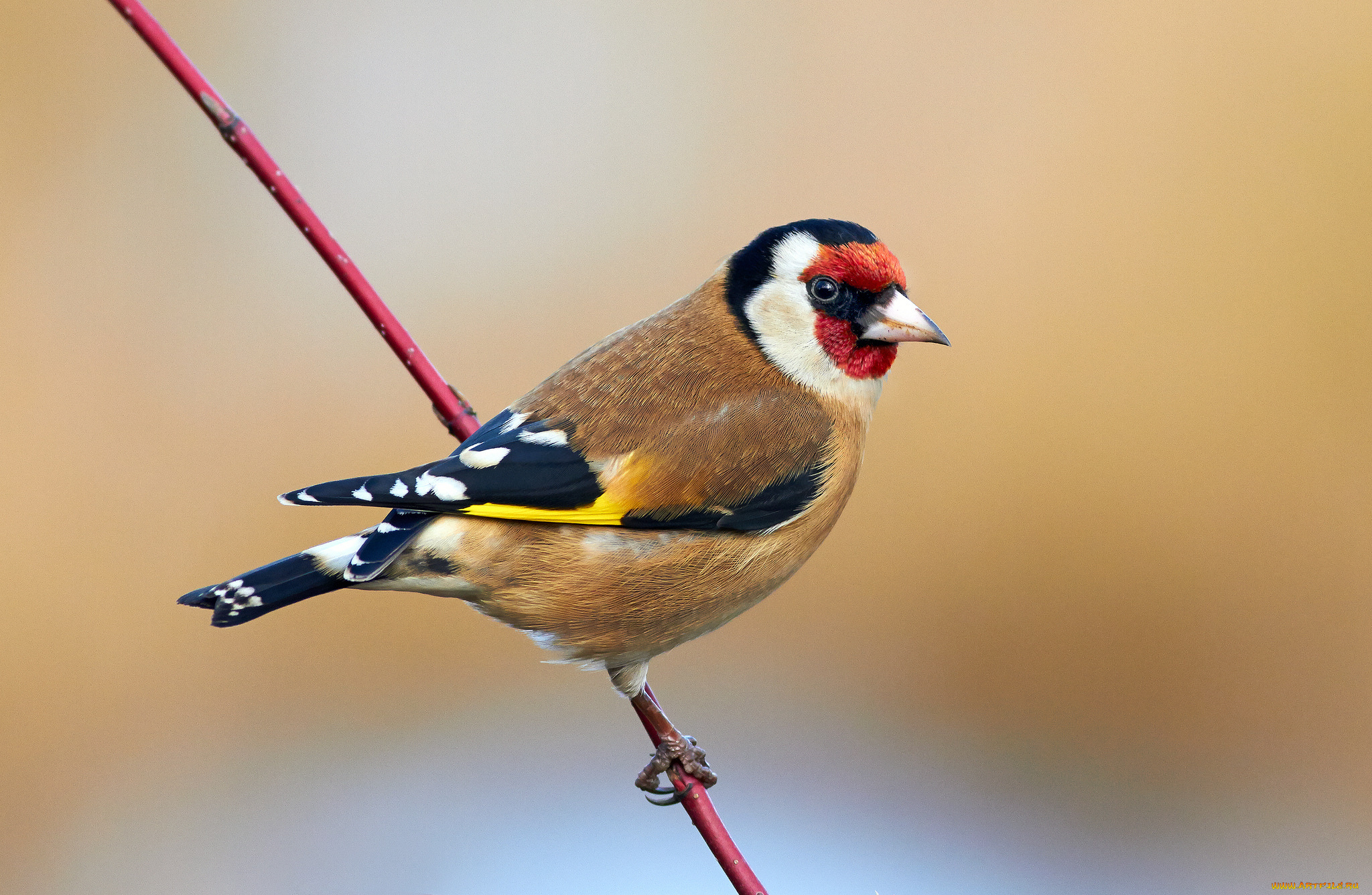 животные, щеглы, , чижи, птичка