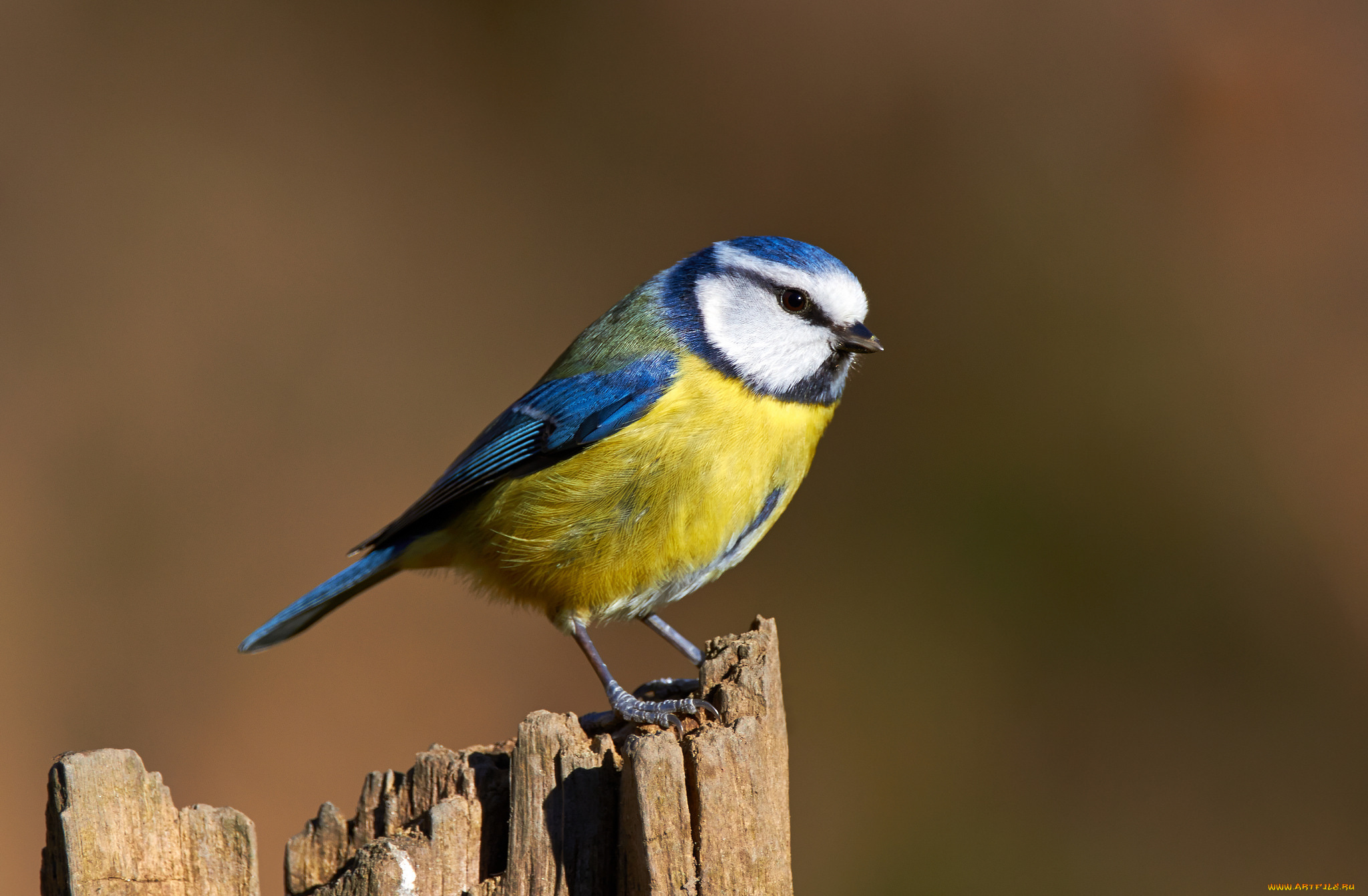 животные, синицы, , лазоревки, птичка