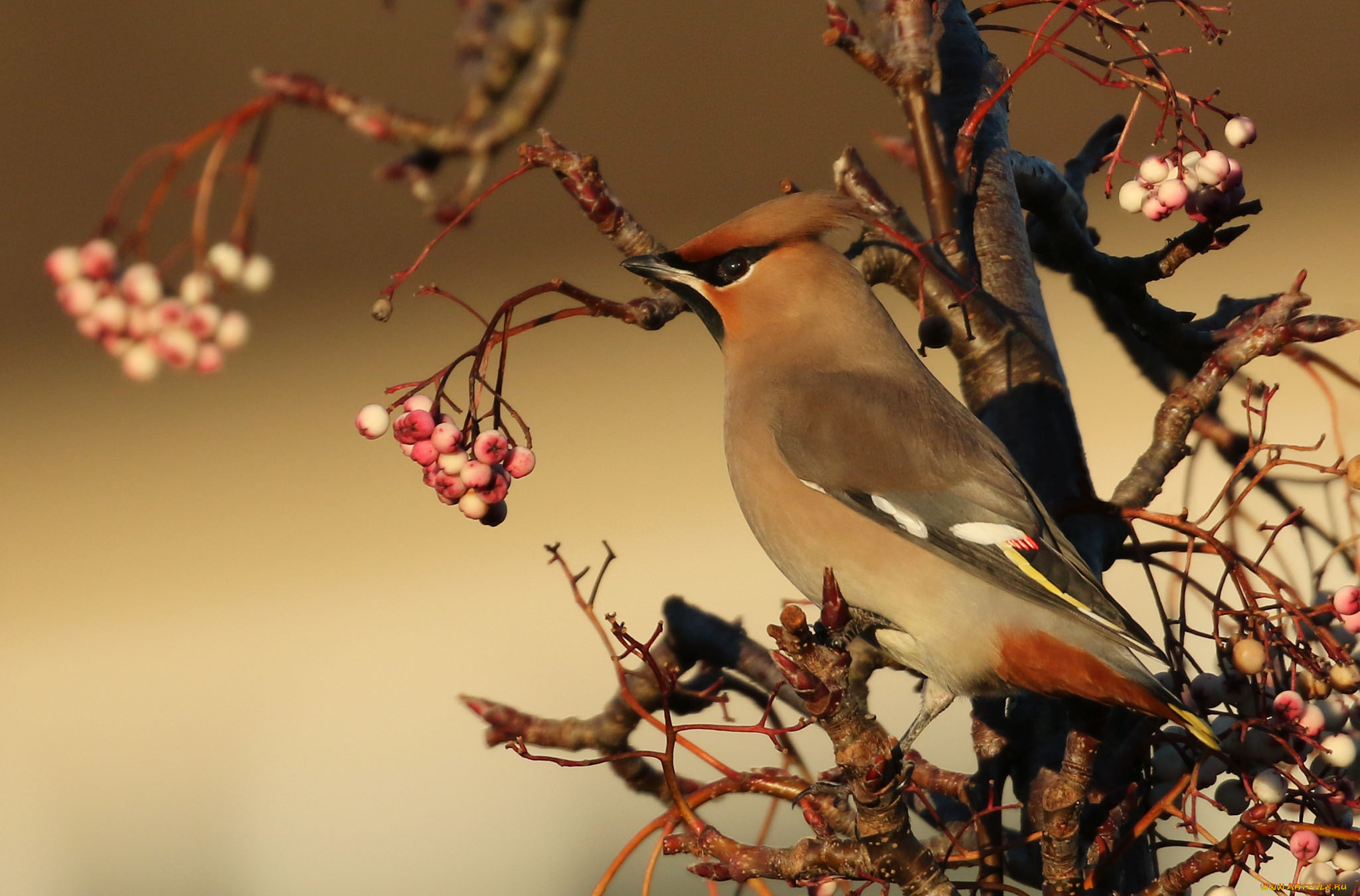 животные, птицы, птичка