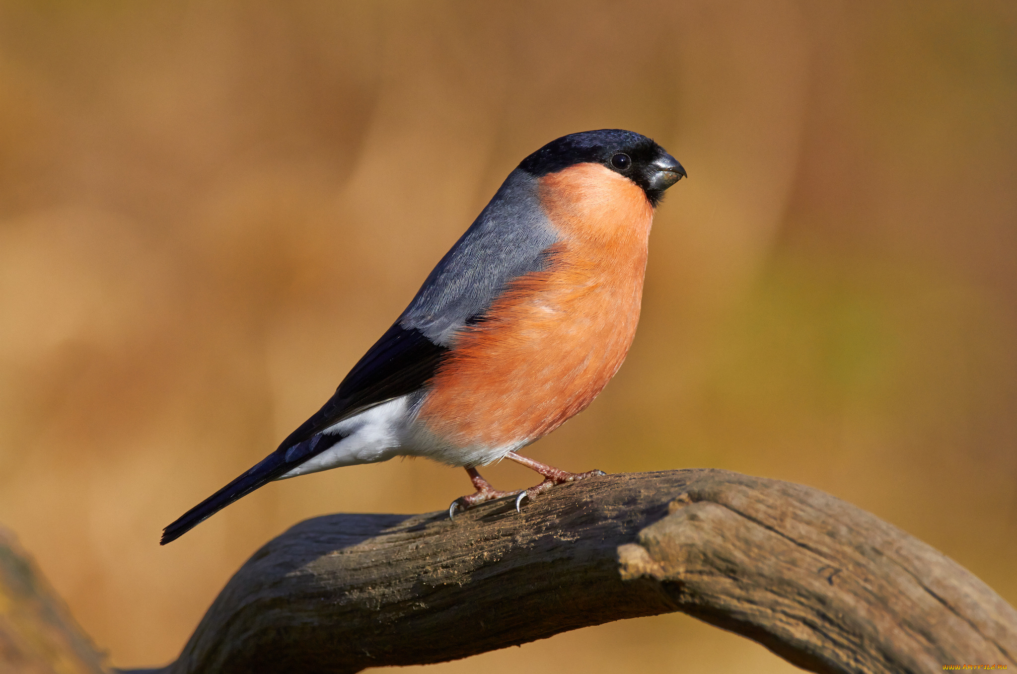 животные, снегири, птичка