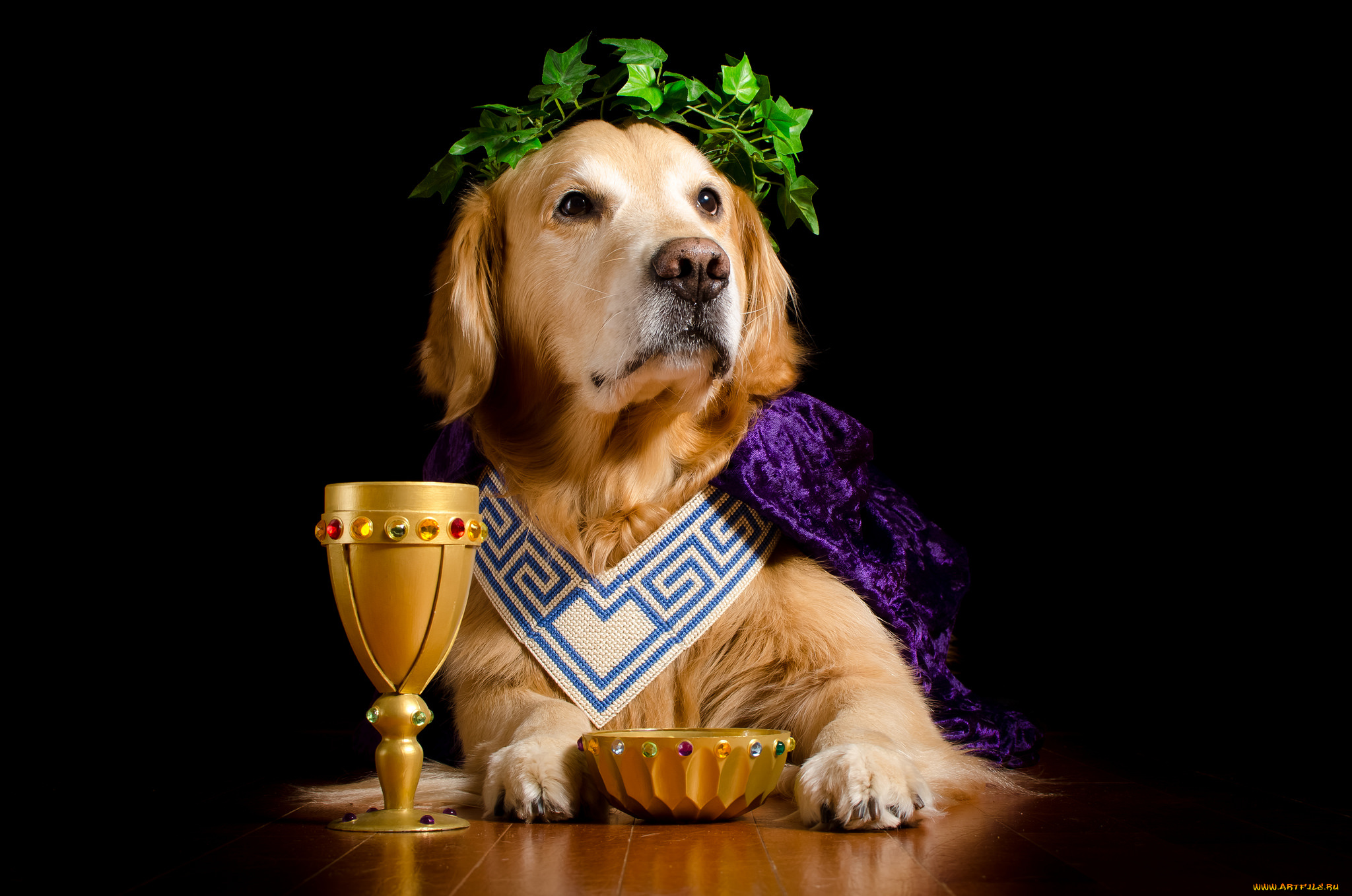 животные, собаки, песик