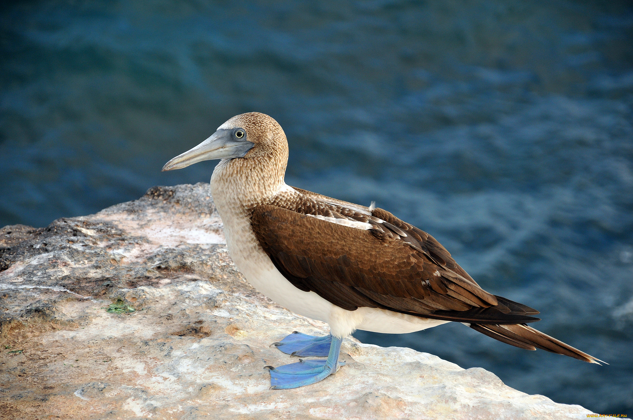 животные, Чайки, , бакланы, , крачки, птичка