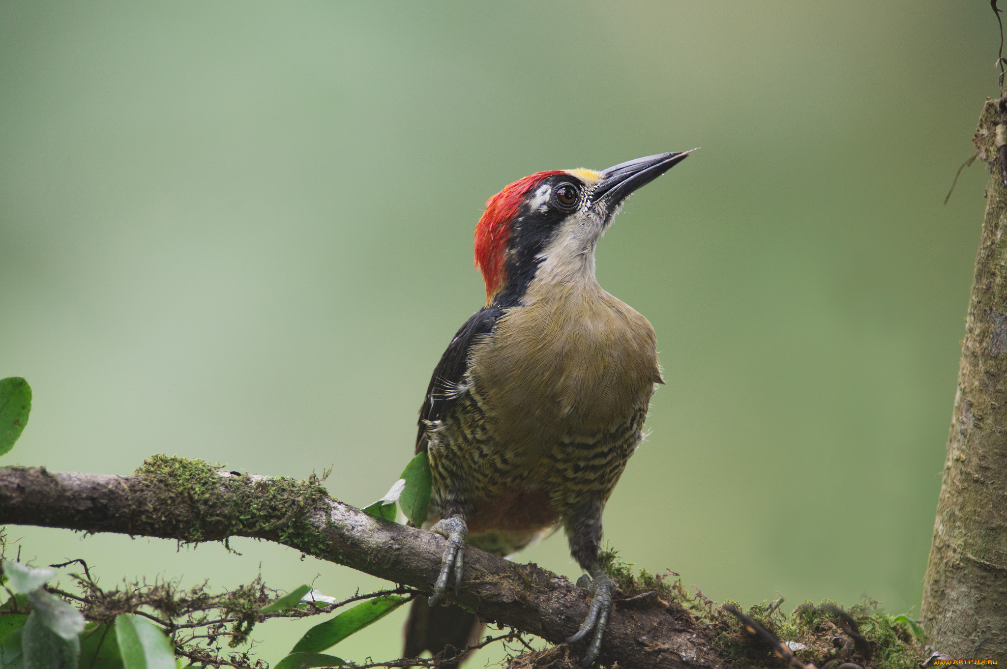 животные, дятлы, птичка