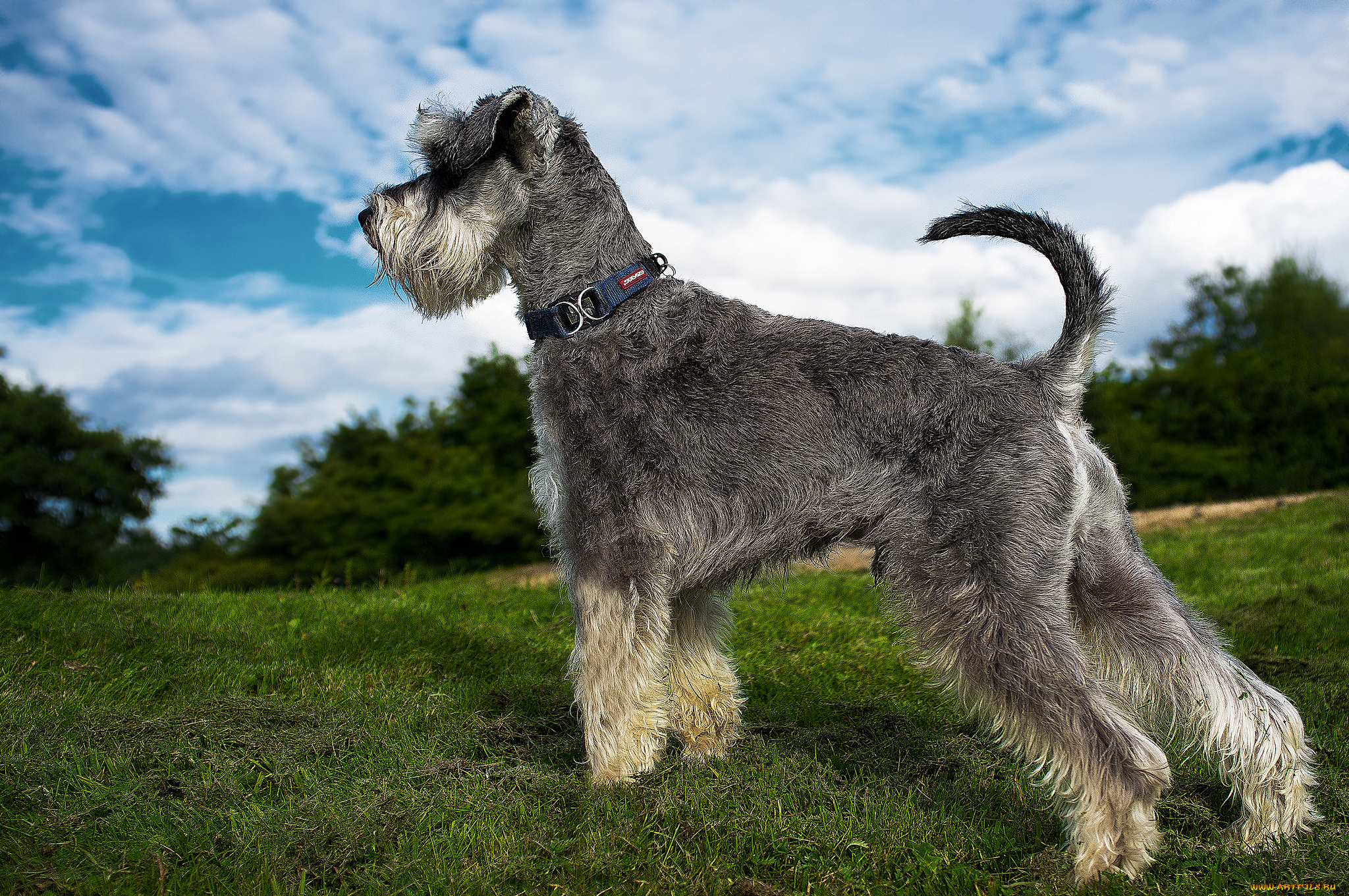 животные, собаки, песик