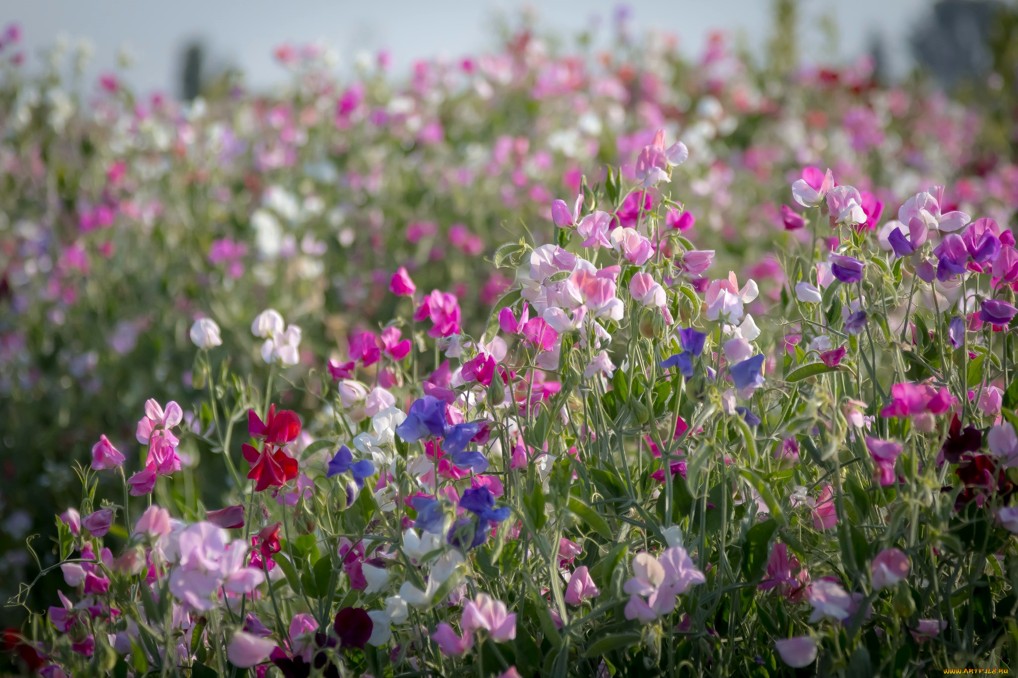 цветы, душистый, горошек, душистый, горошек, луг, розовый