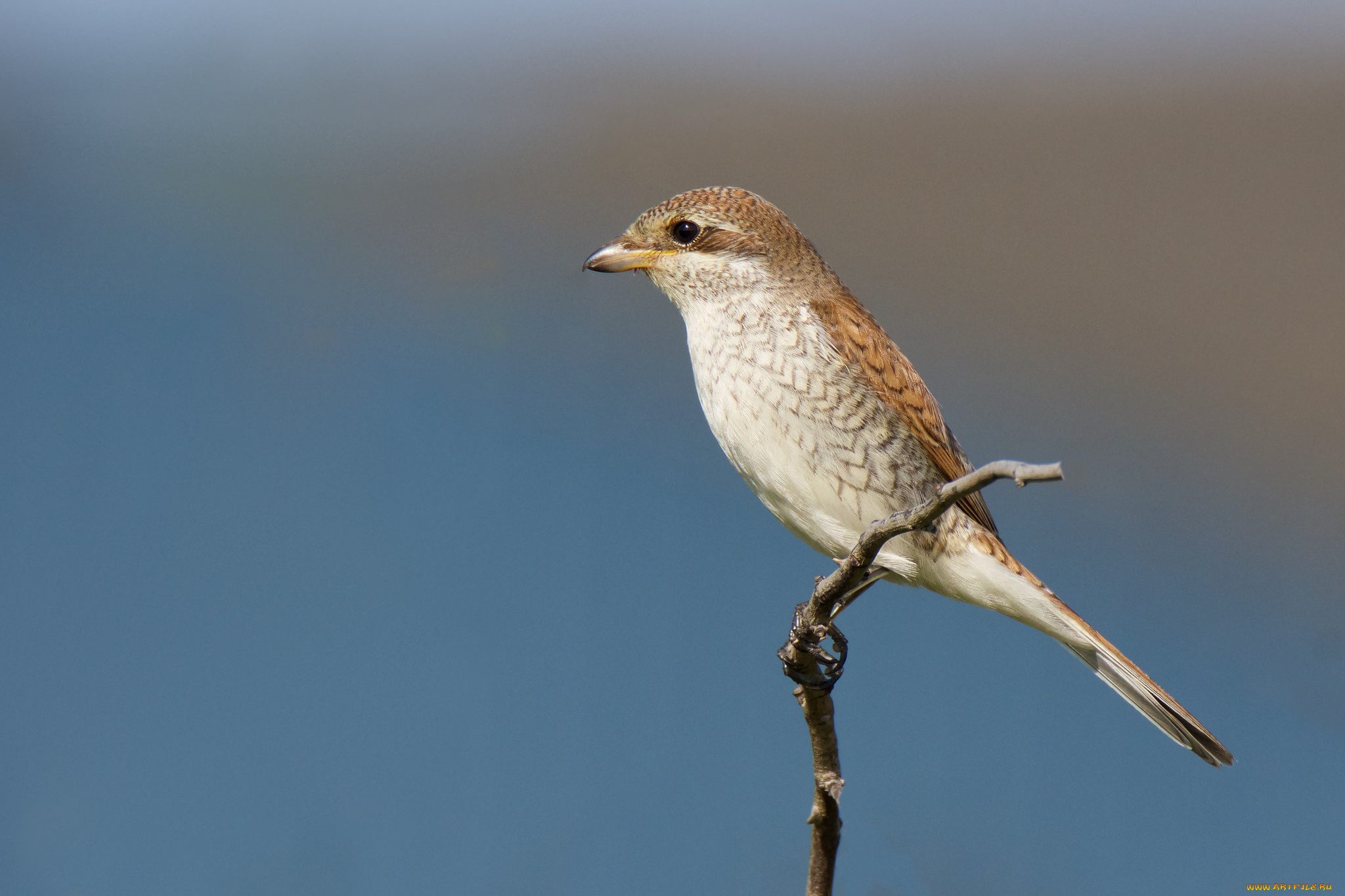 животные, птицы, птичка