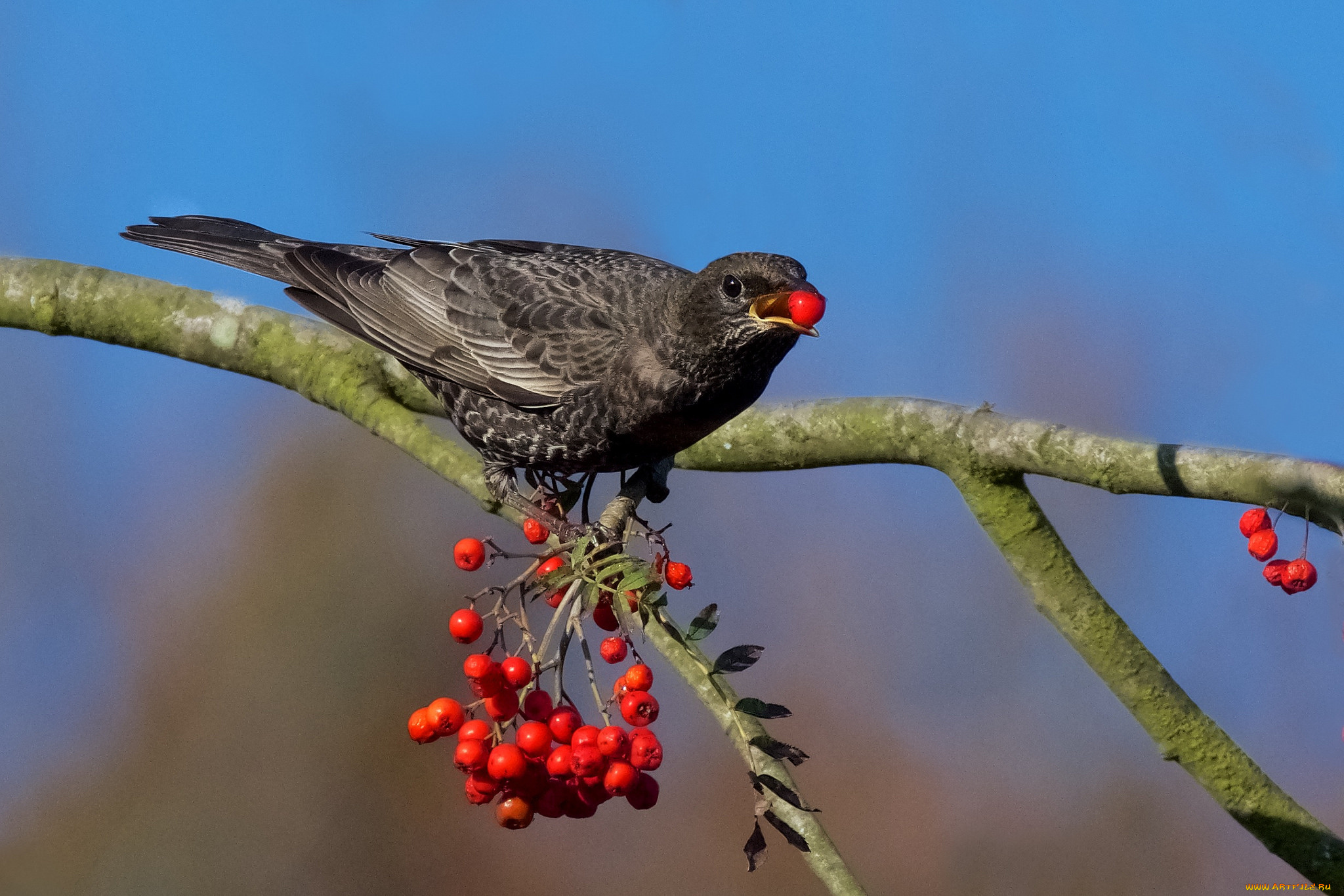 животные, птицы, птичка