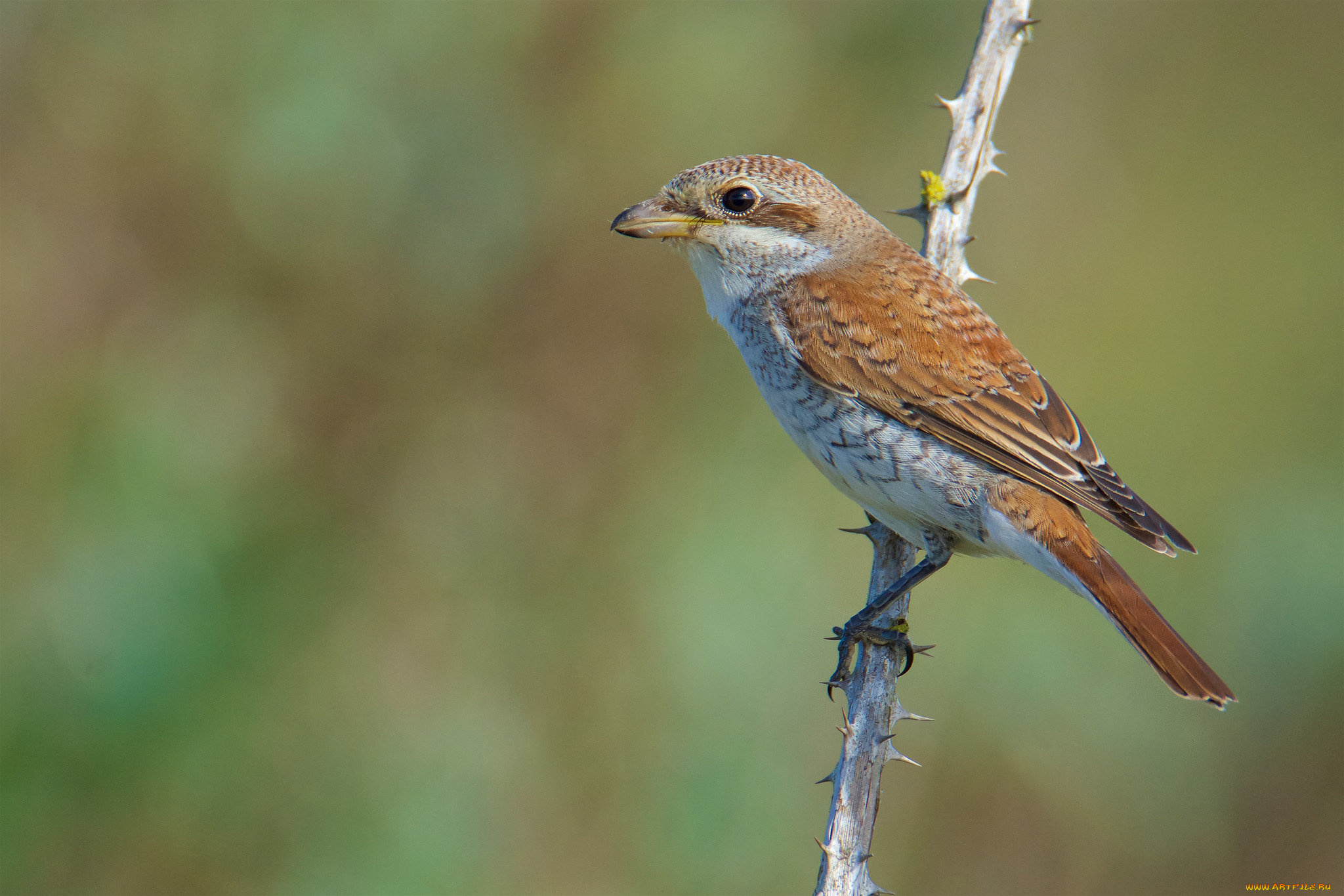 животные, птицы, птичка