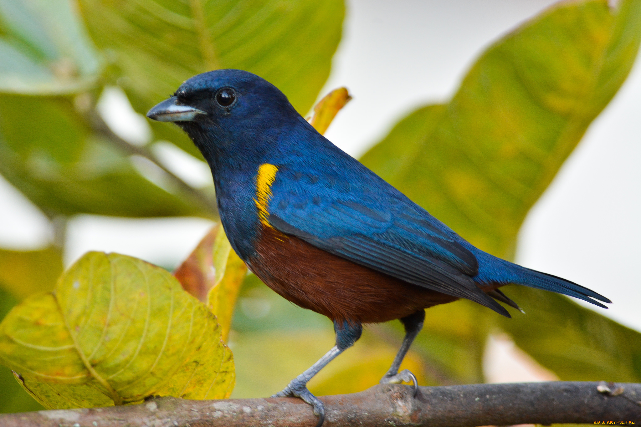 животные, птицы, птичка