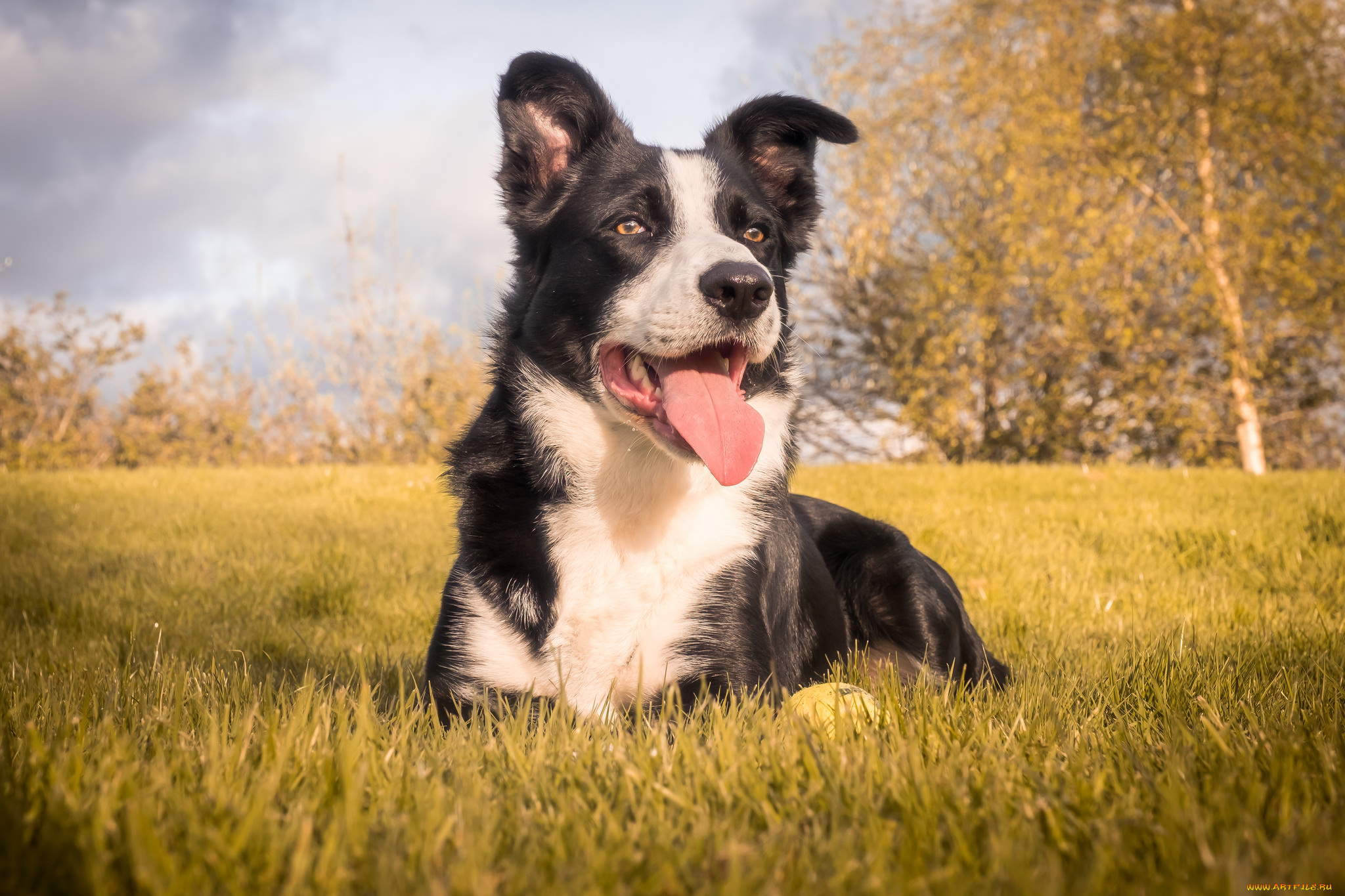животные, собаки, песик