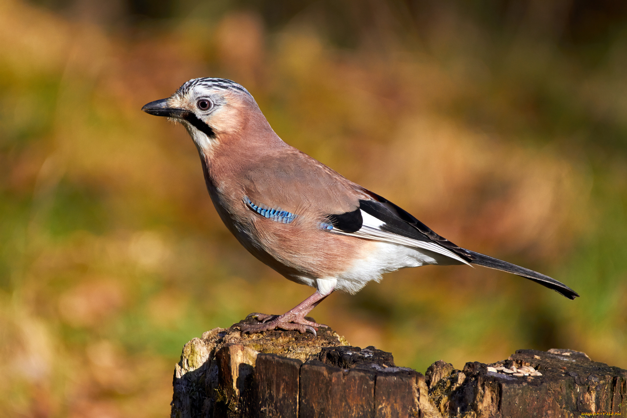 животные, сойки, птичка