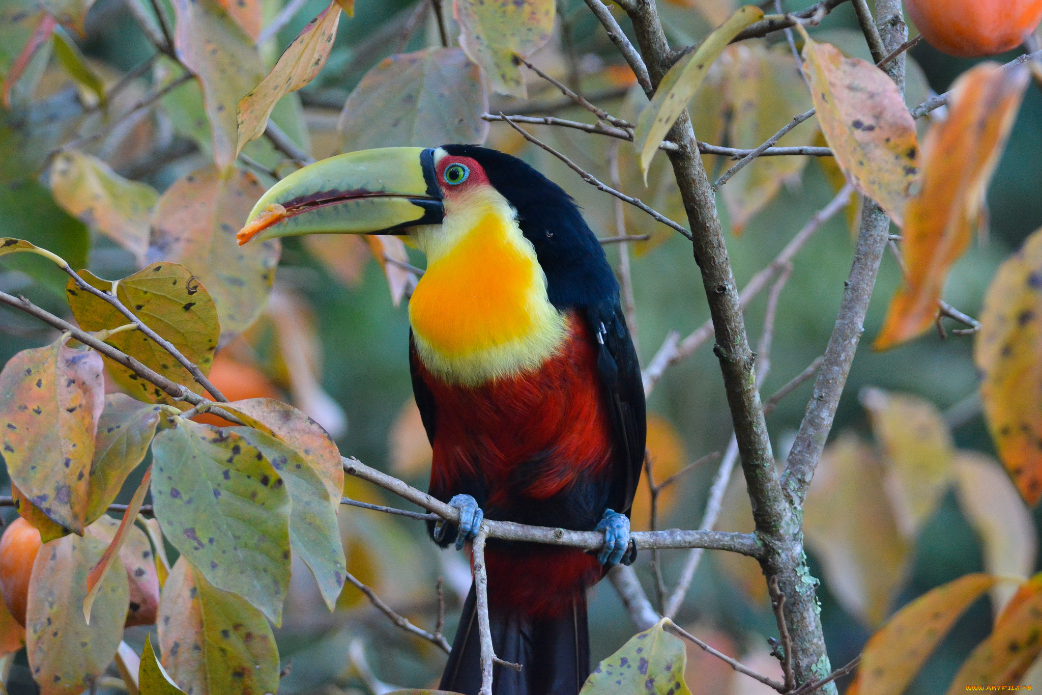 животные, туканы, птичка