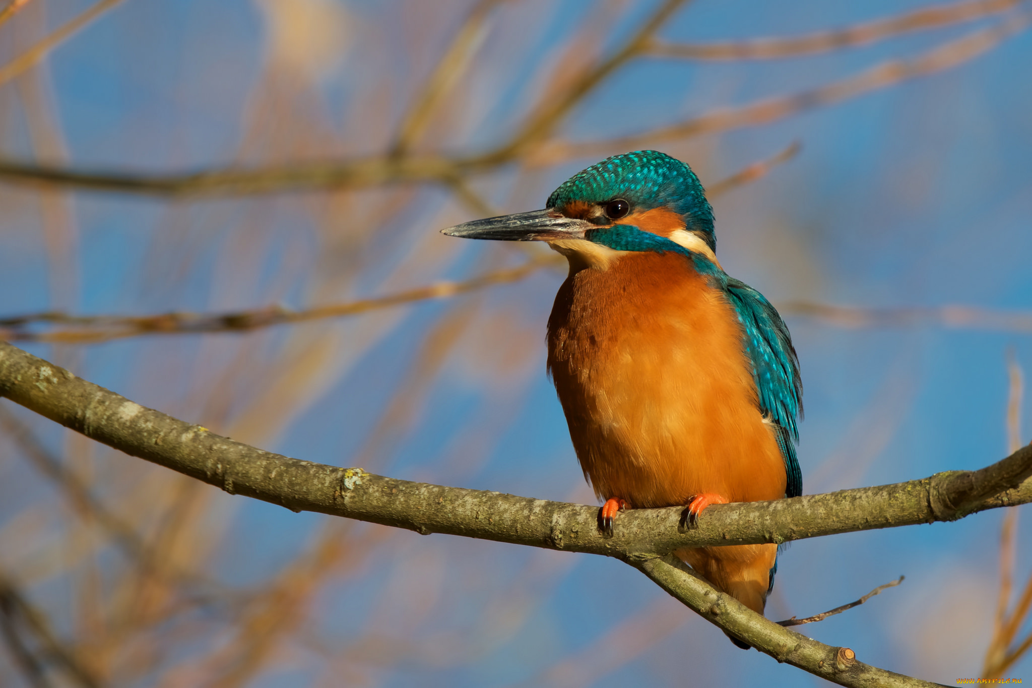 животные, зимородки, птичка