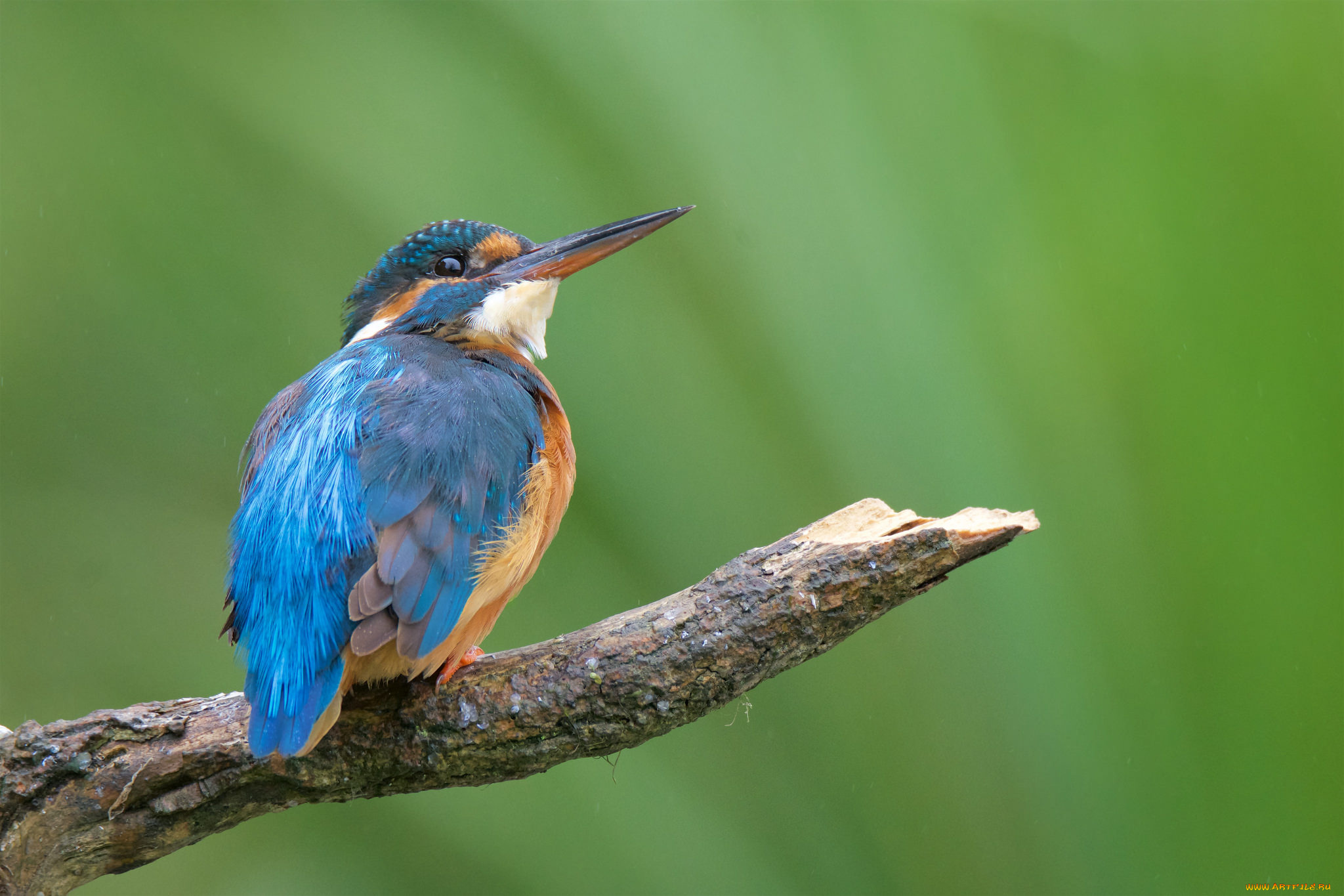 животные, зимородки, птичка