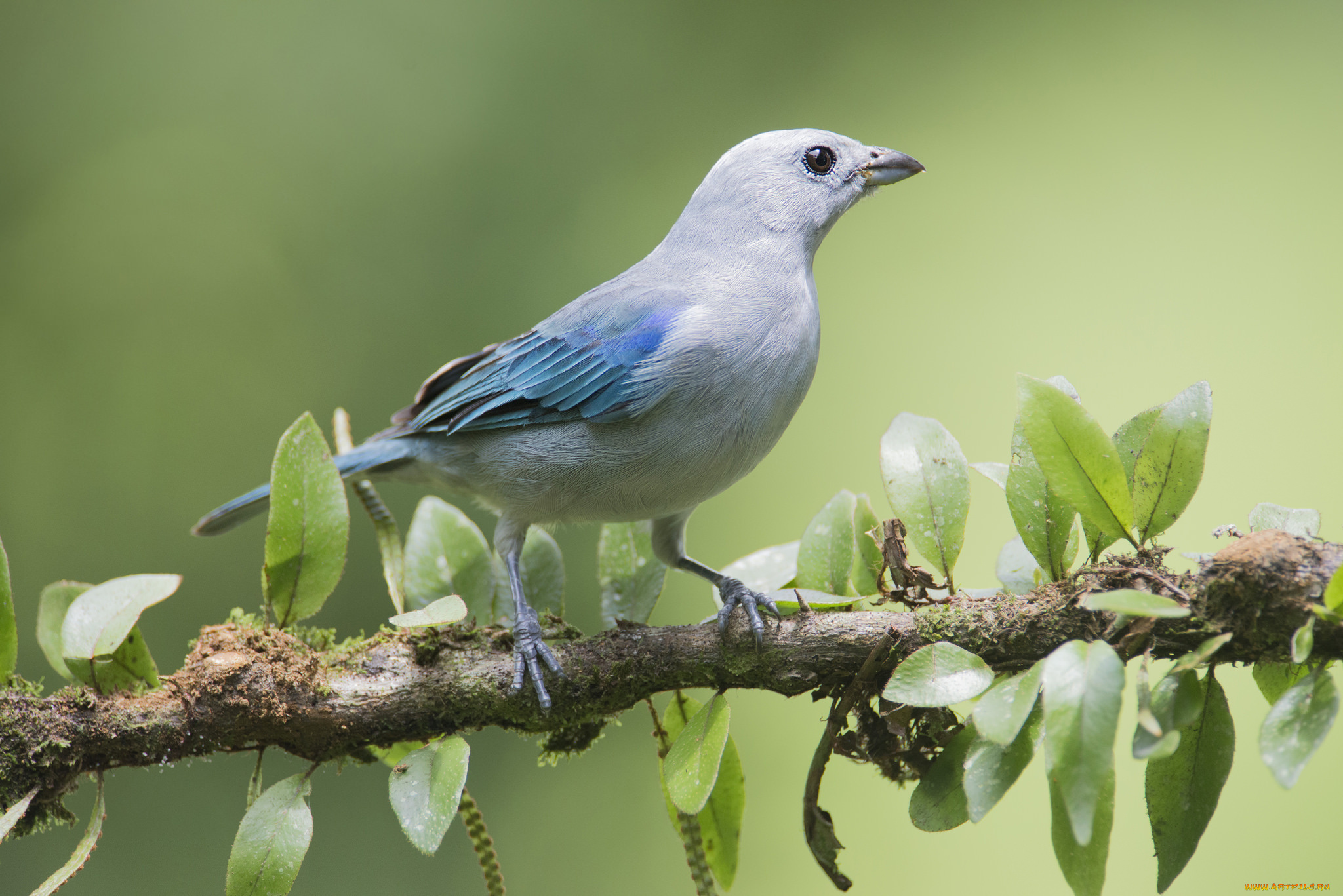 животные, птицы, птичка
