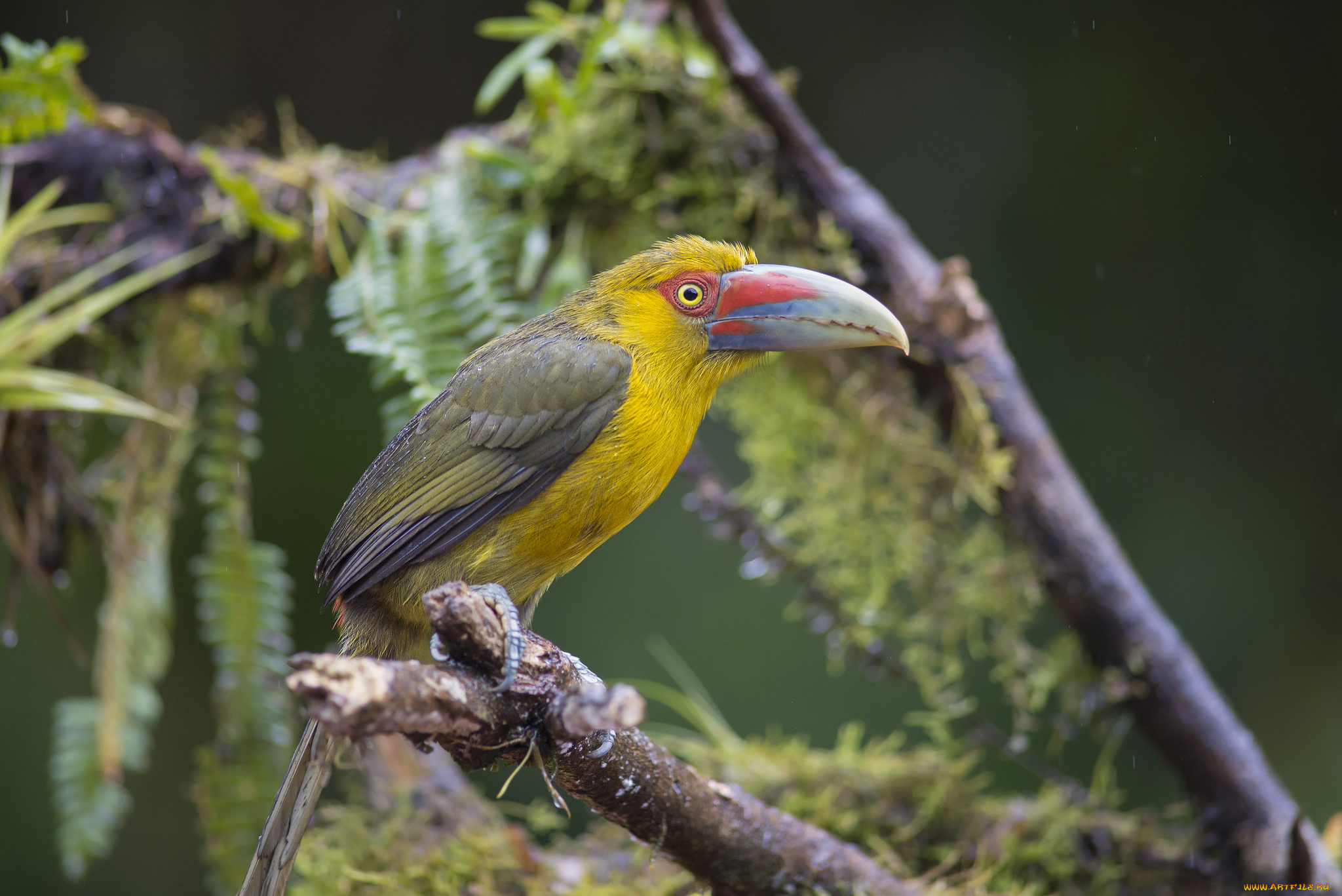 животные, туканы, птичка