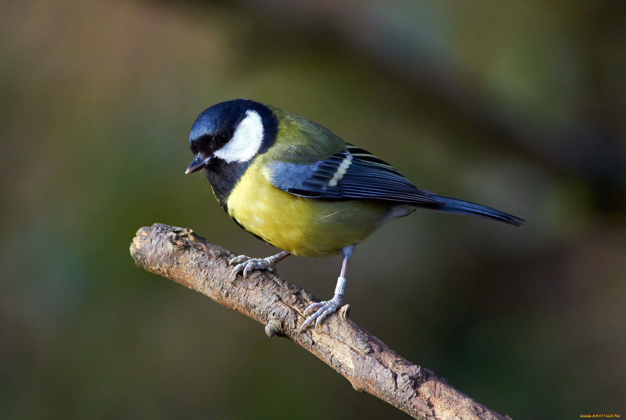 животные, синицы, , лазоревки, птичка