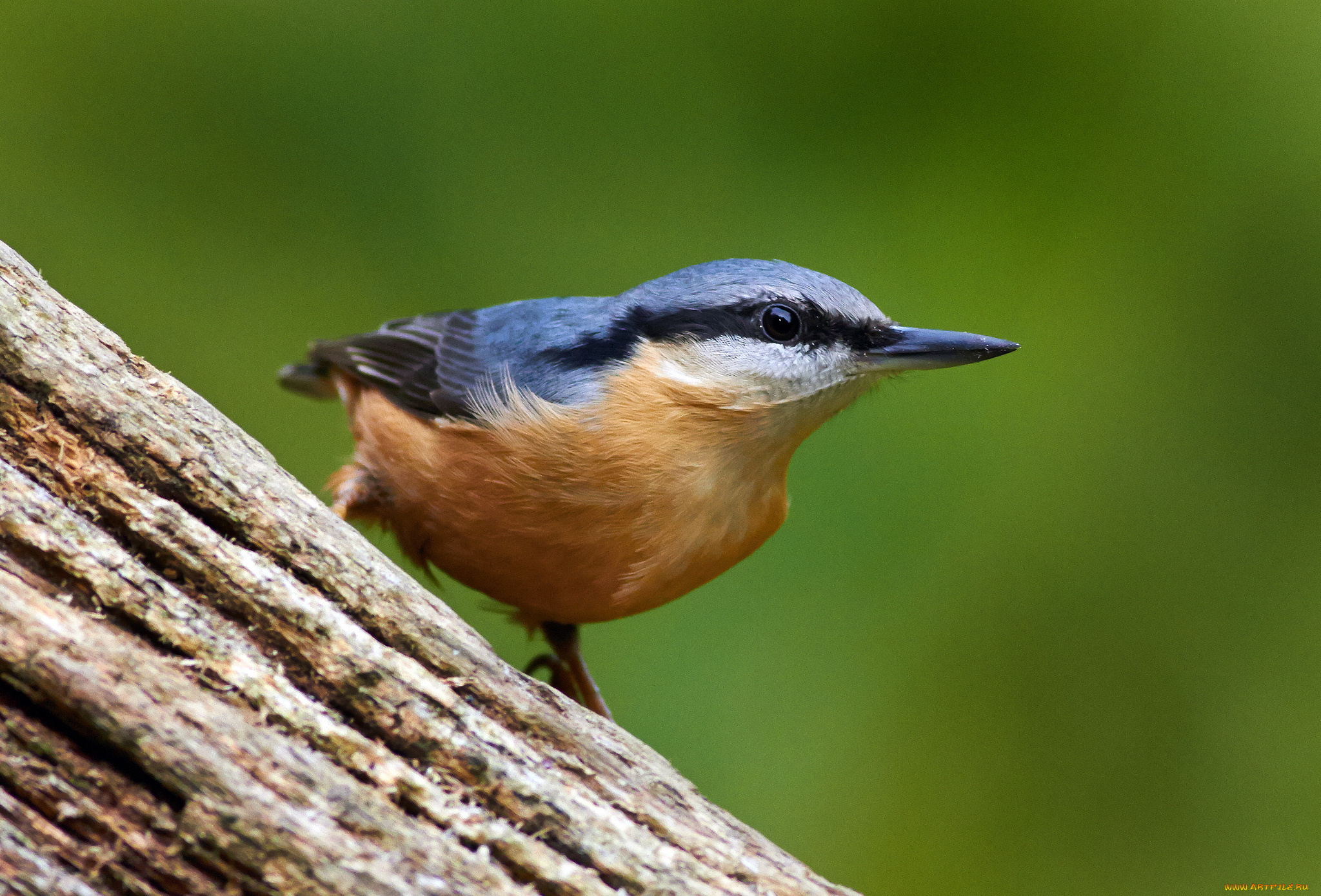 животные, поползни, птичка