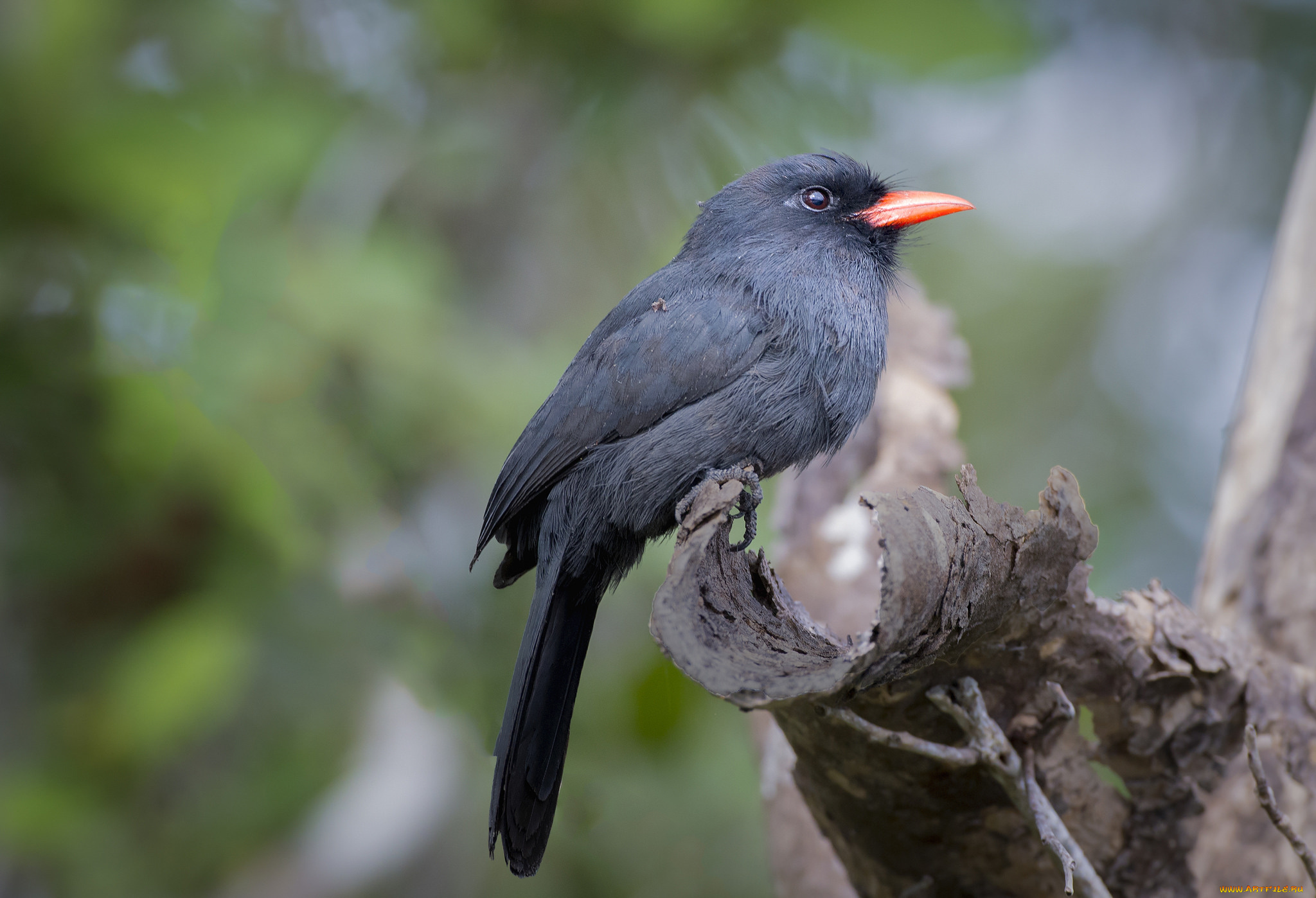 животные, птицы, птичка