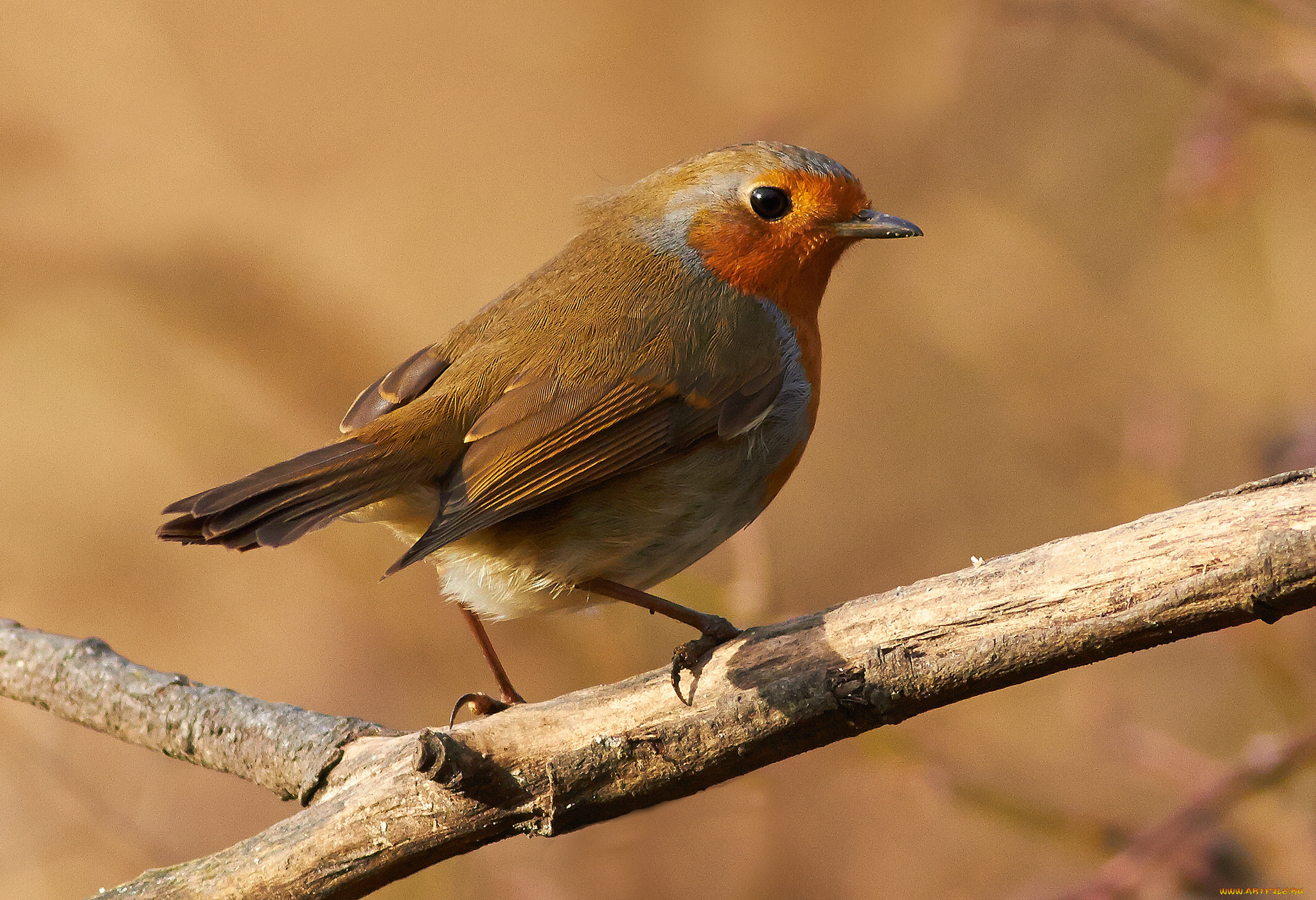 животные, птицы, птичка