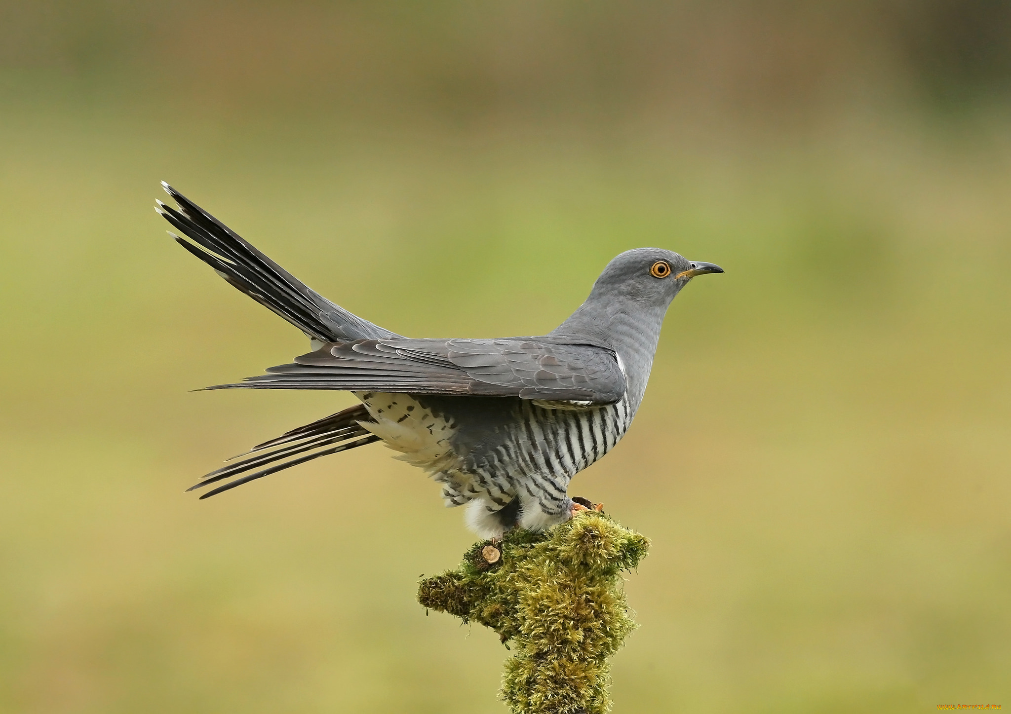 животные, птицы, птичка