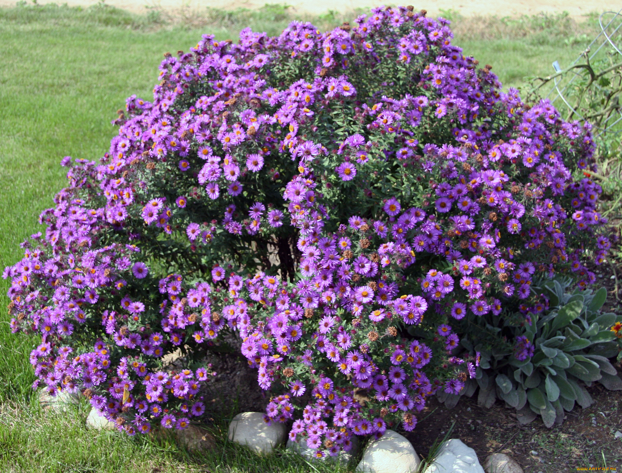 астры, цветы