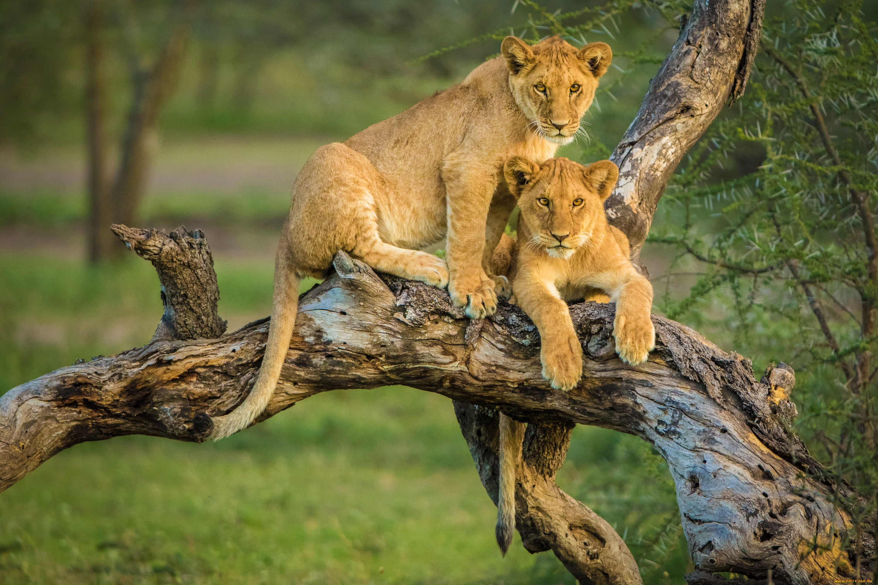 животные, львы, парочка, львята, коряга