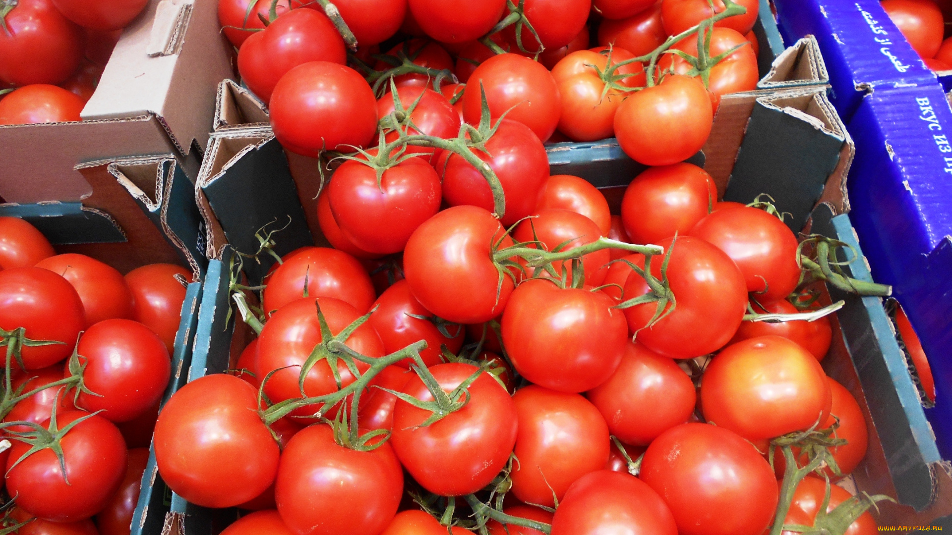 еда, помидоры, томаты