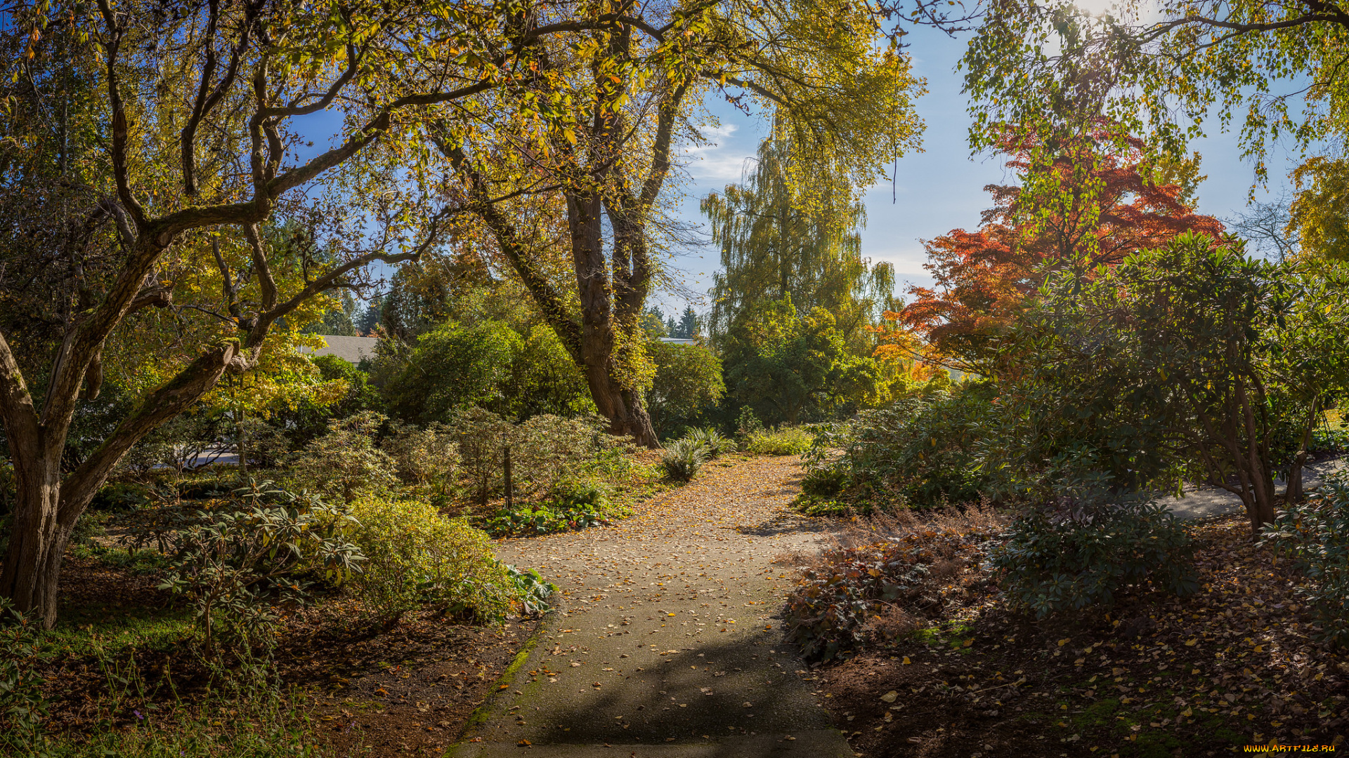 природа, деревья, простор