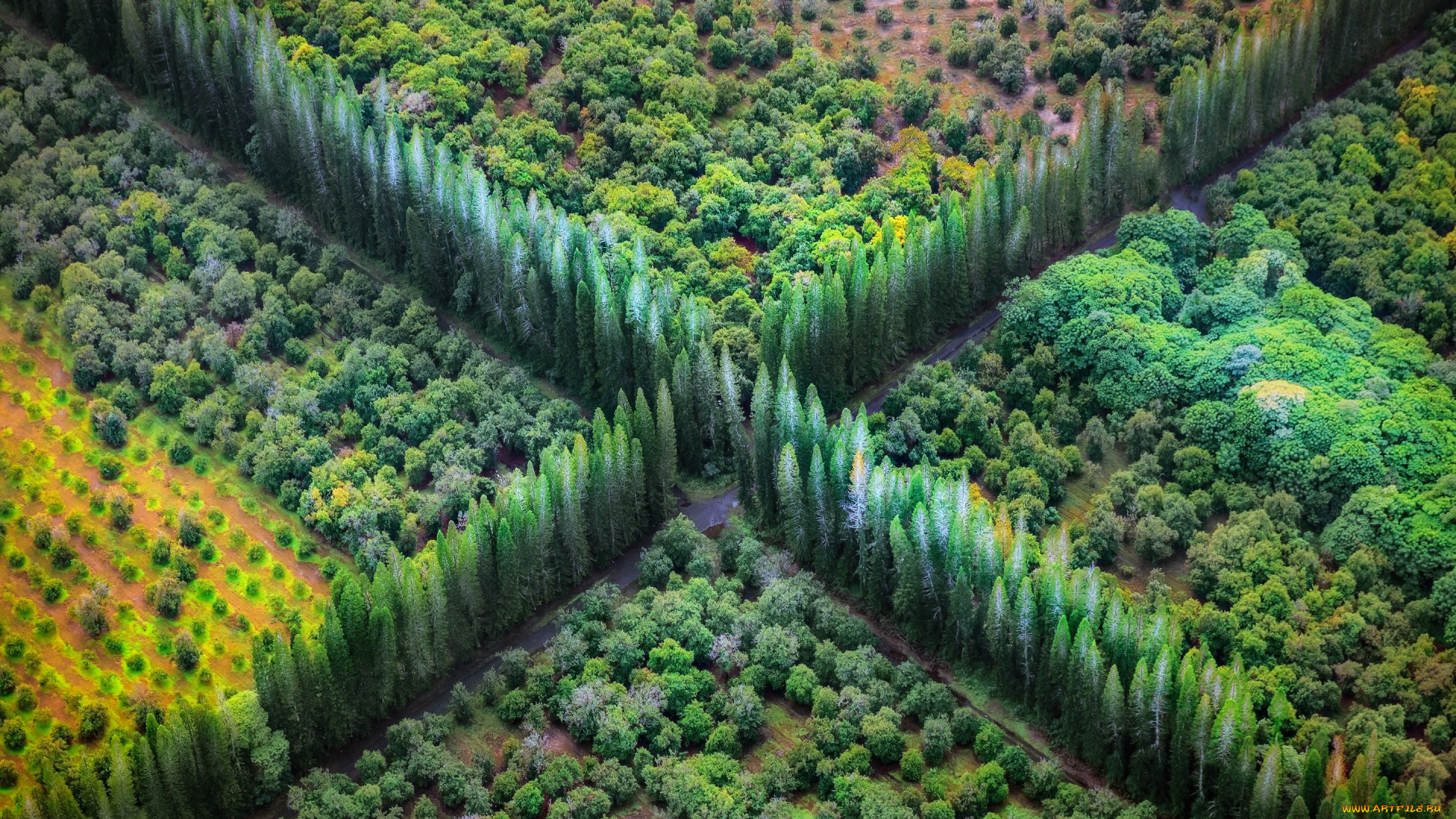 природа, дороги, сады, перекресток, дорога, деревья, вид, сверху