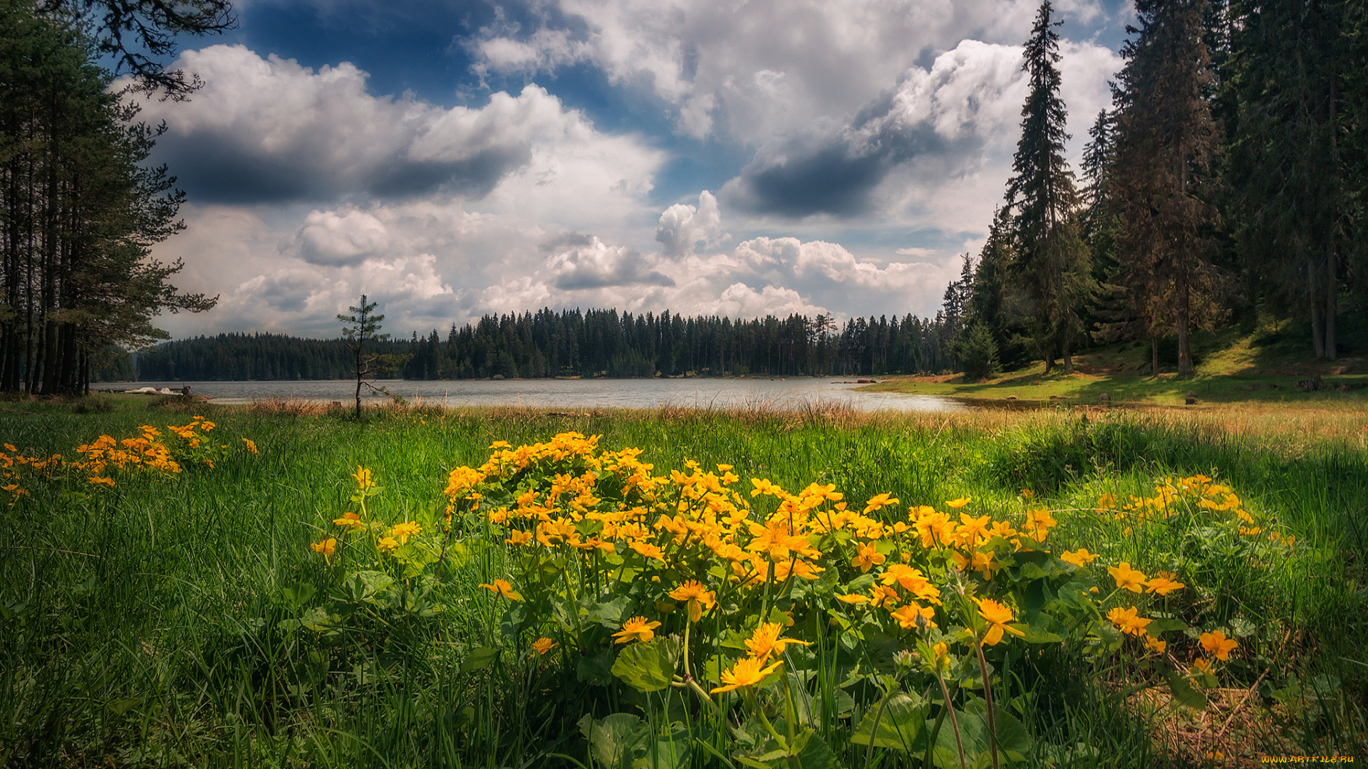 природа, луга, простор