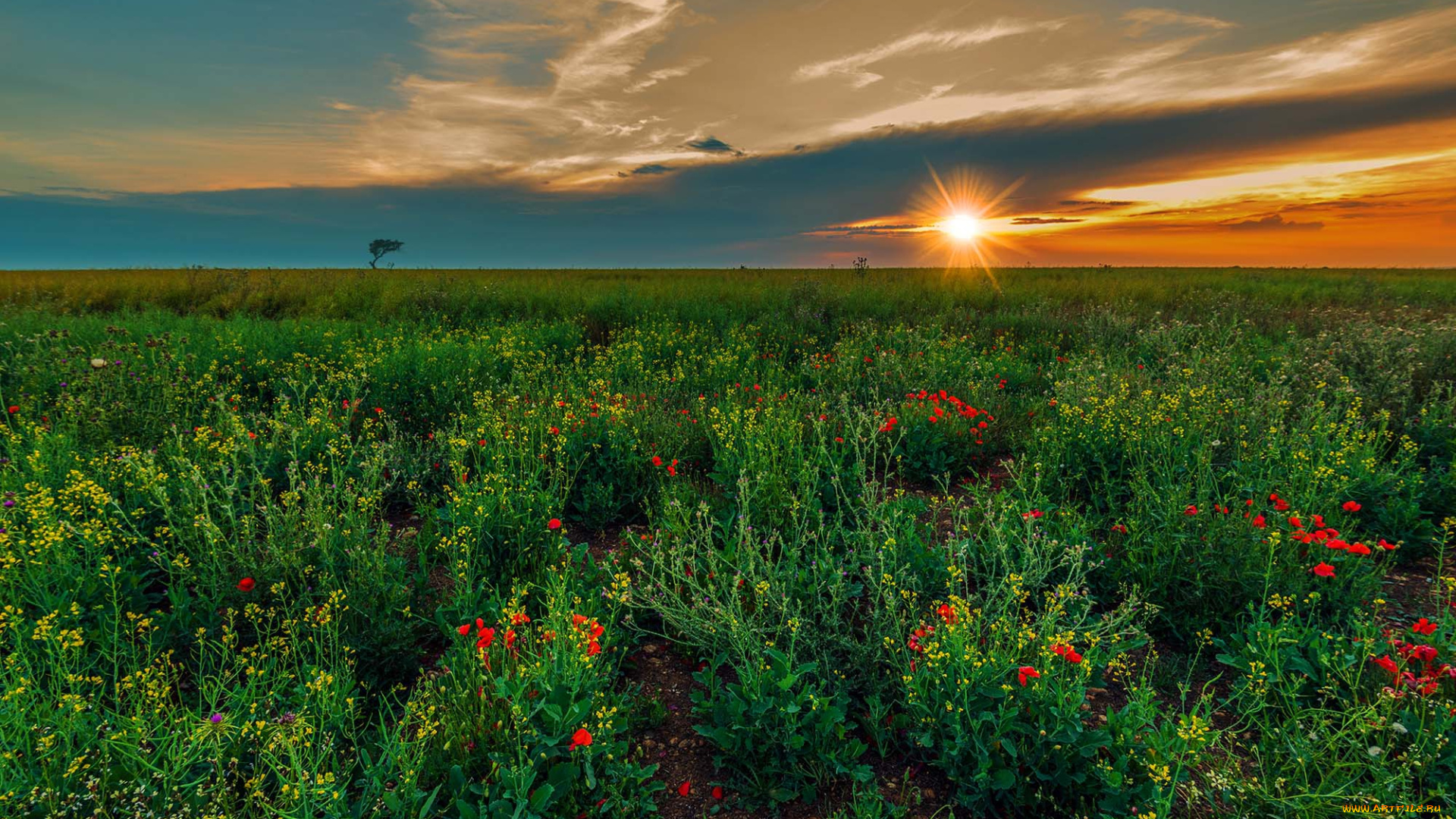 природа, поля, простор