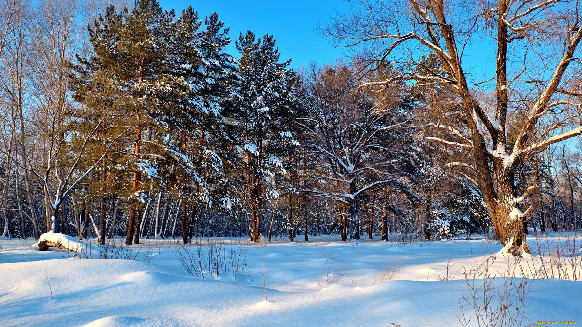 природа, зима, простор