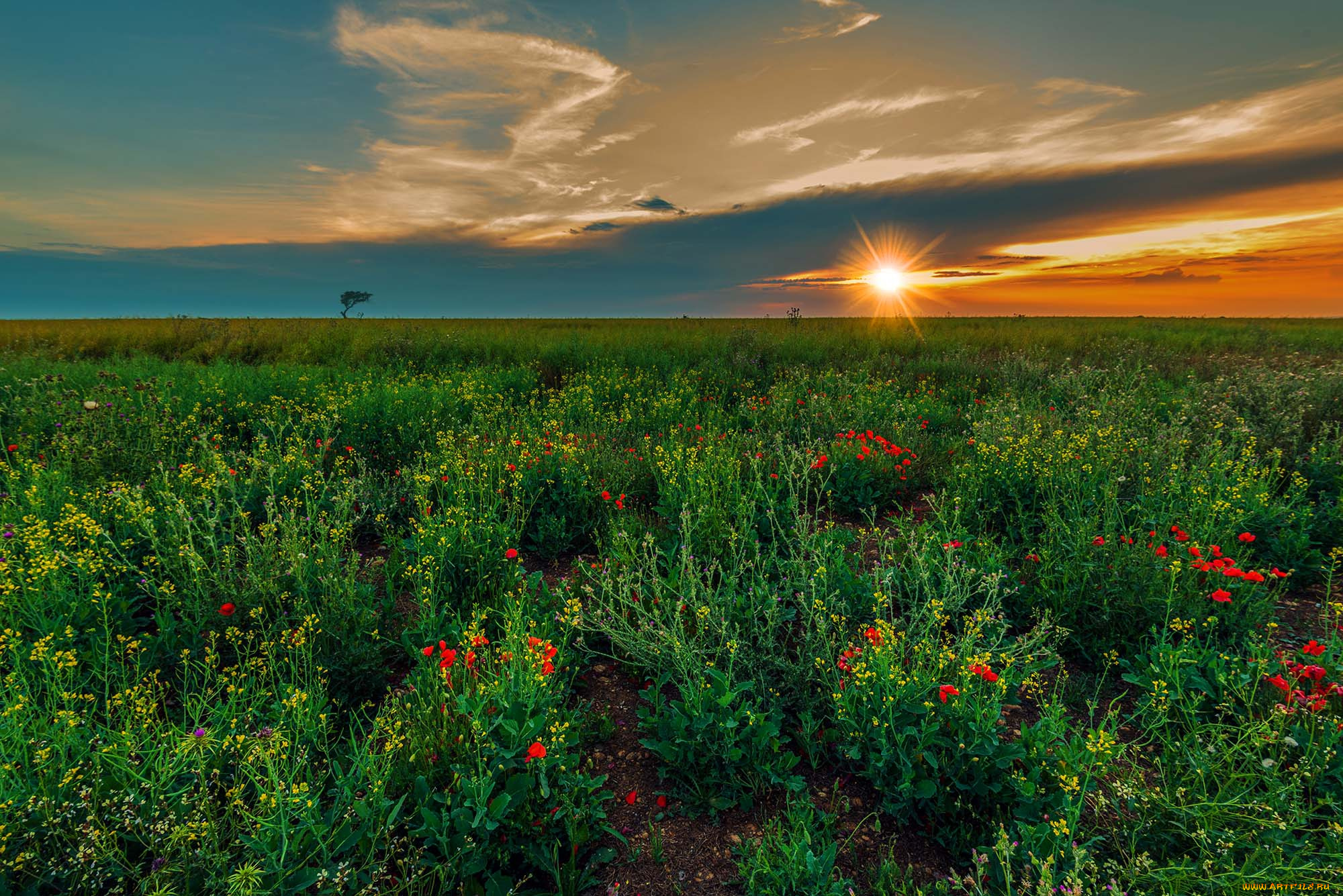 природа, поля, простор