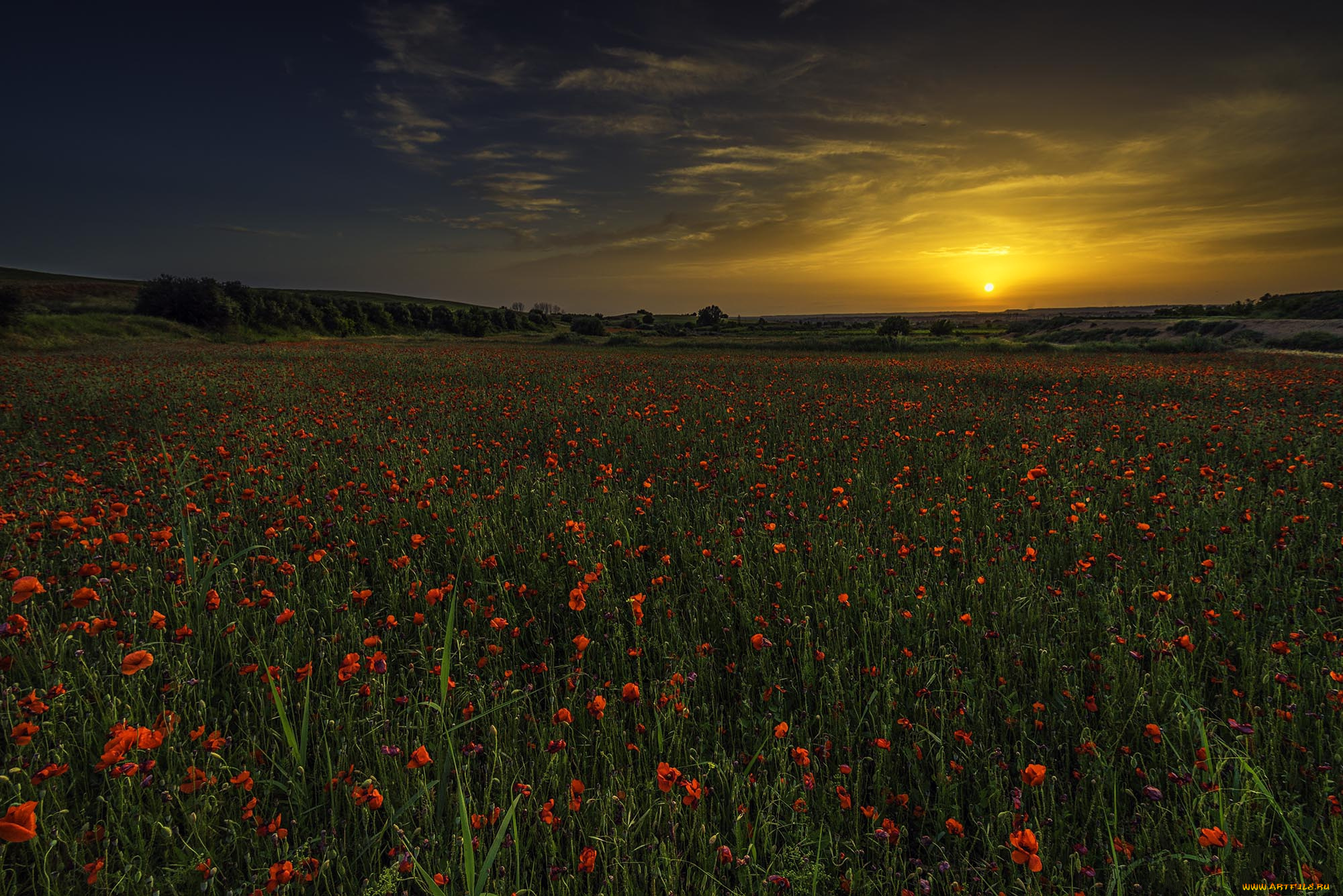 природа, поля, простор