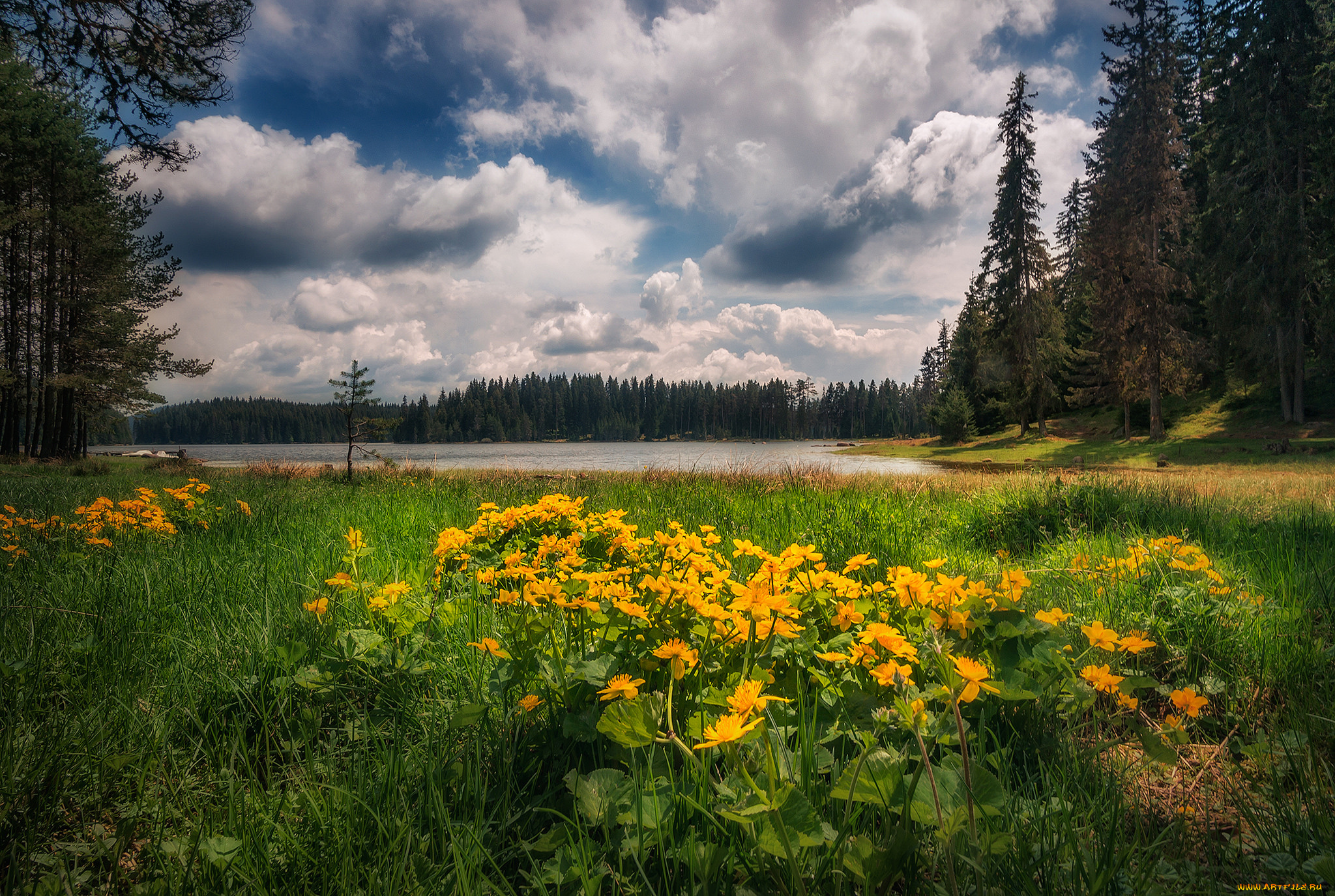 природа, луга, простор