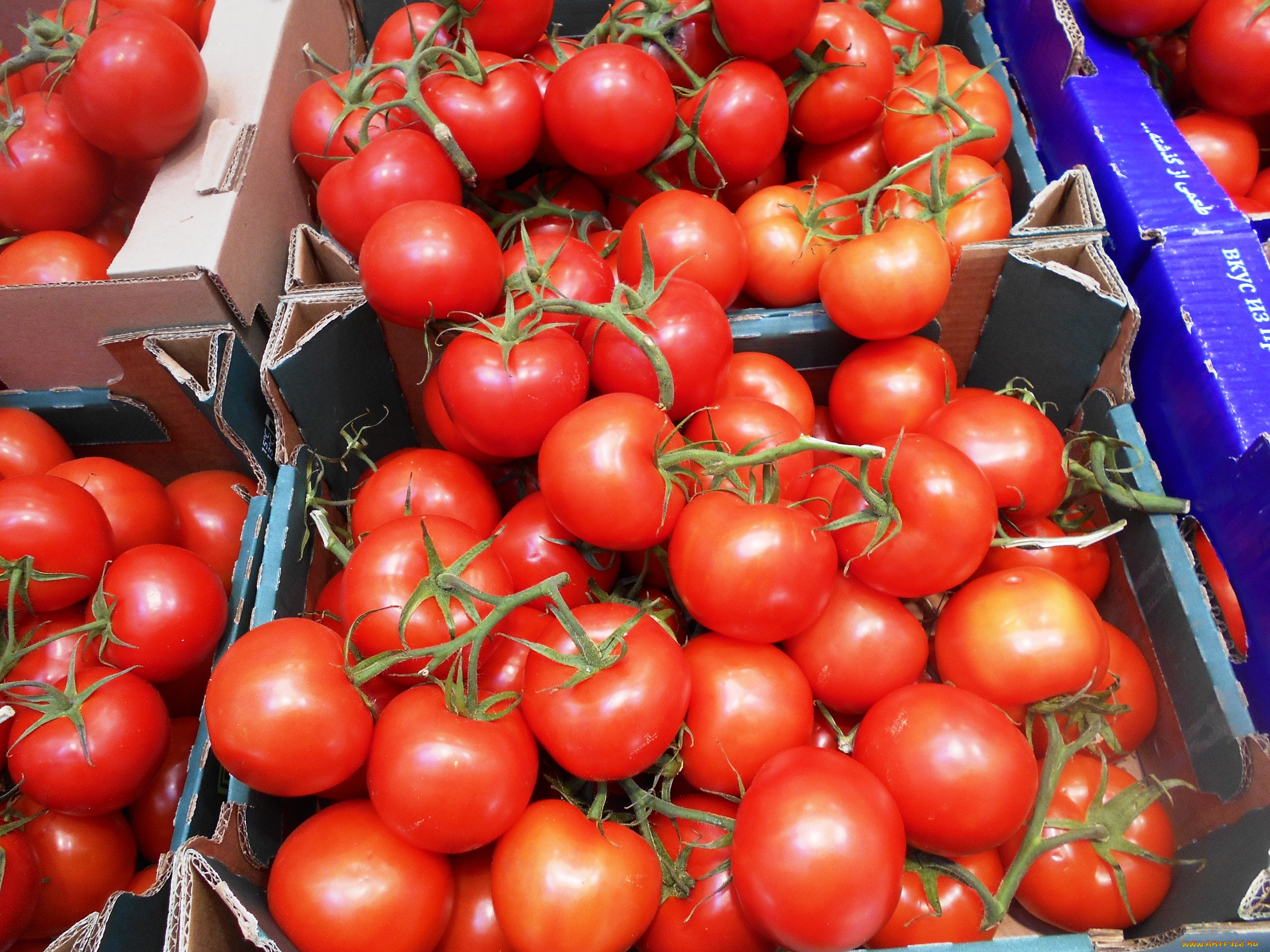 еда, помидоры, томаты