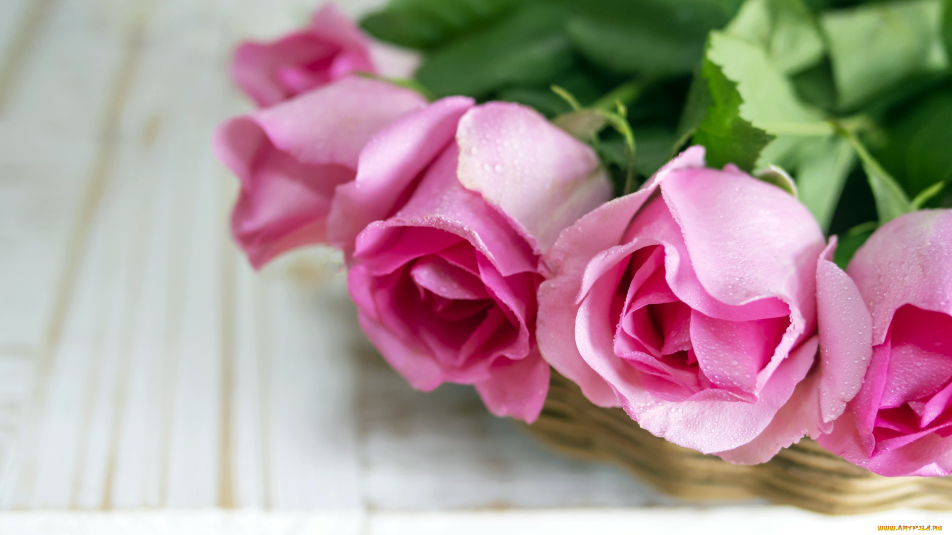 цветы, розы, розовый