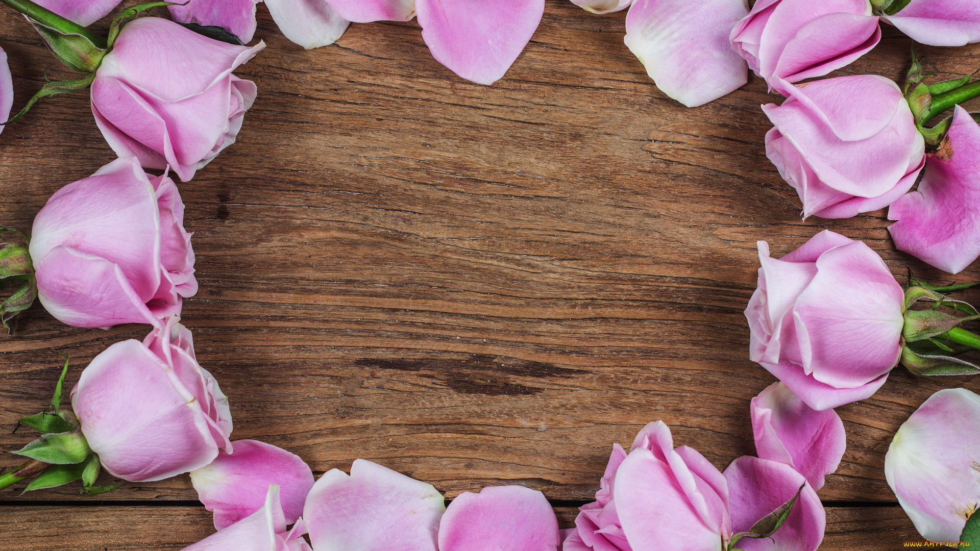 цветы, розы, розовый