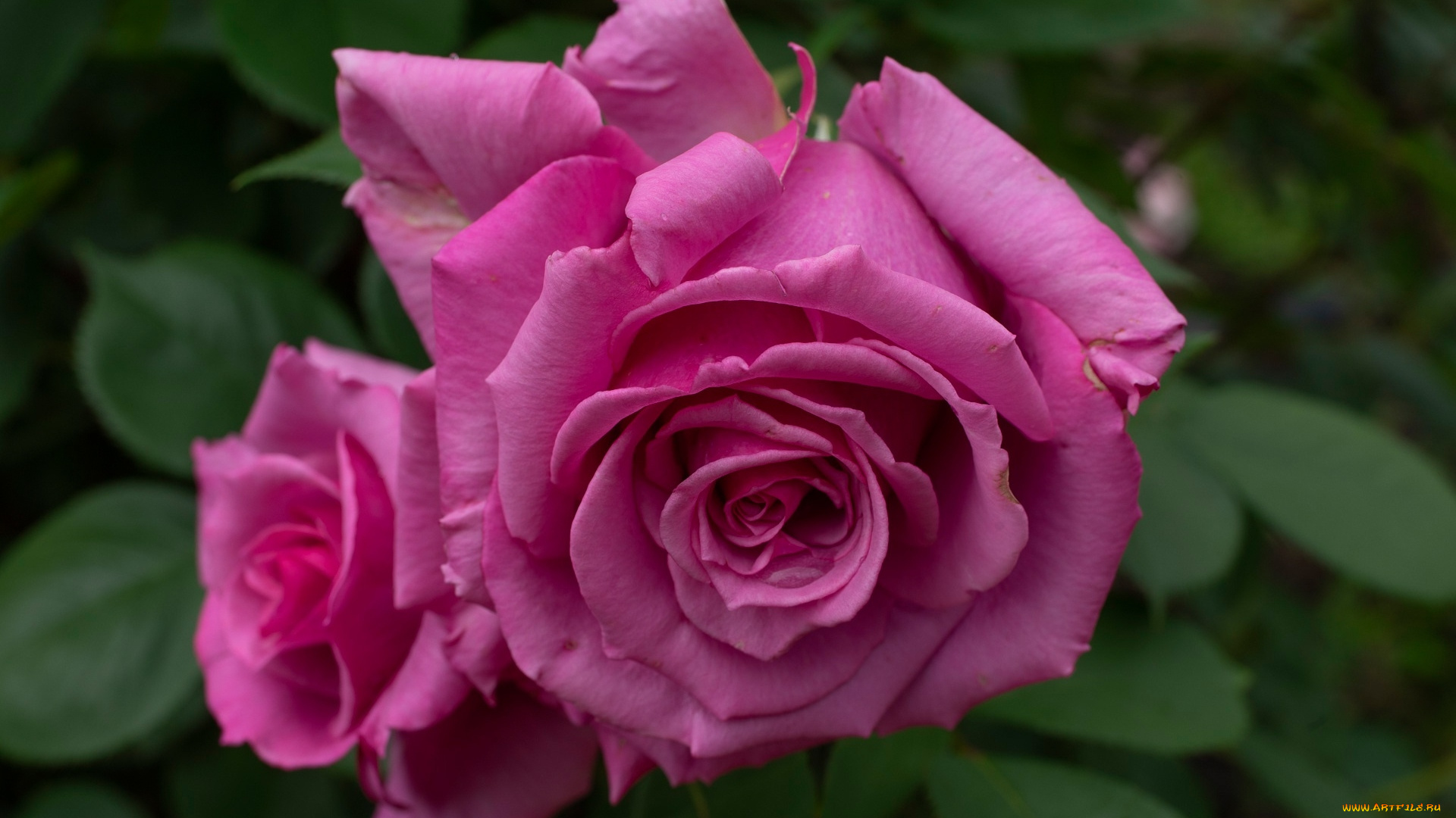 цветы, розы, розовый