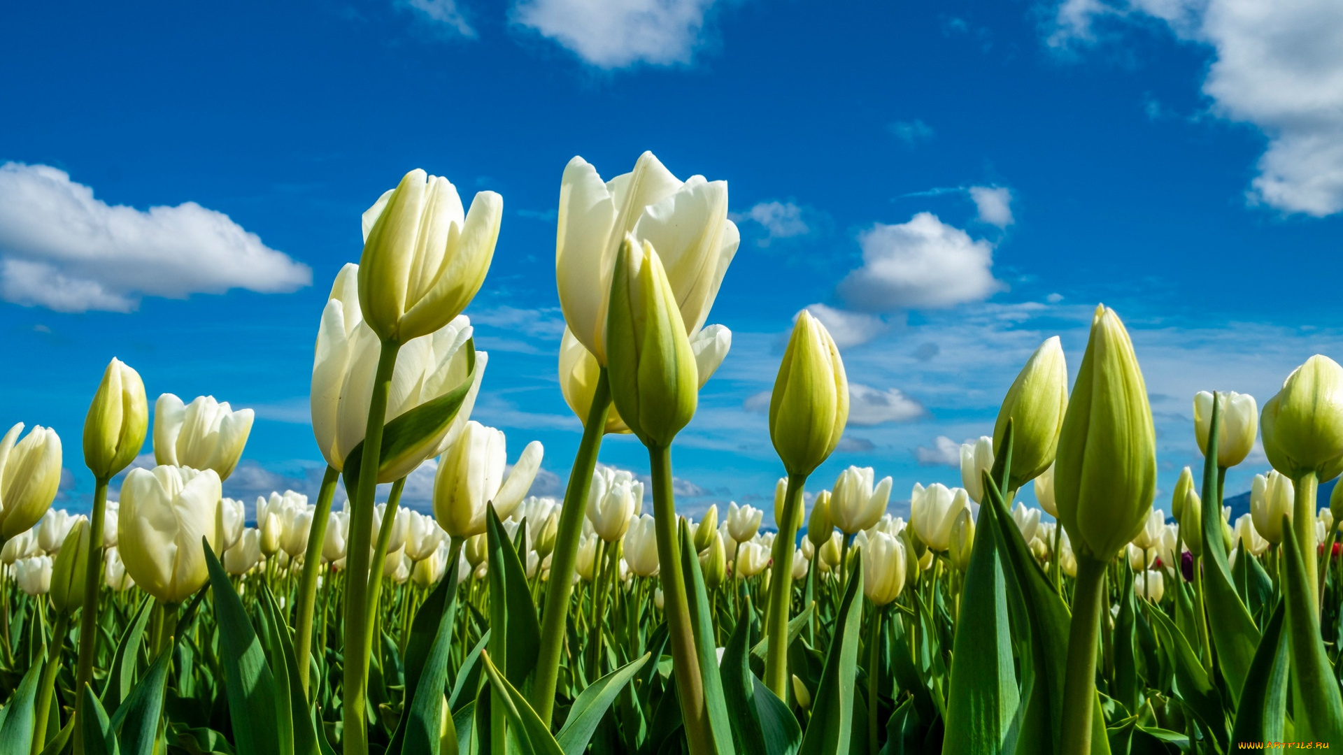 цветы, тюльпаны