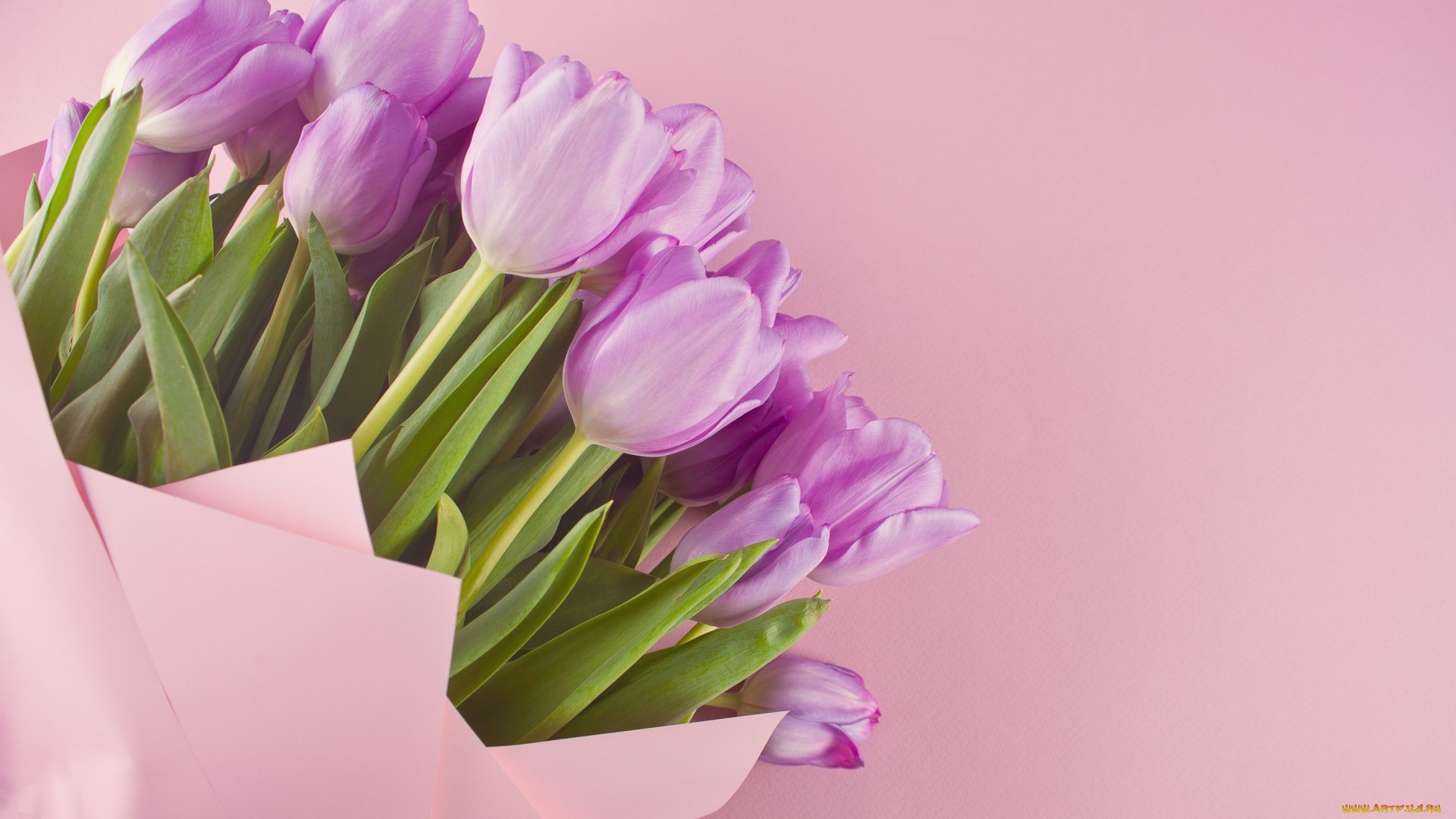 цветы, тюльпаны, бутоны