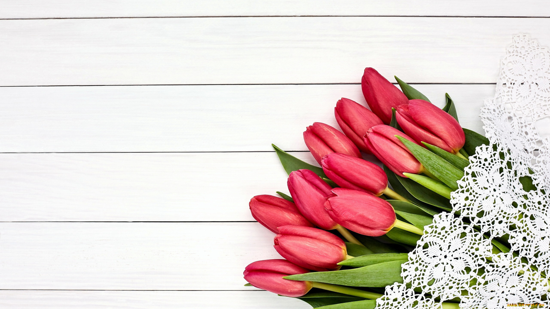 цветы, тюльпаны, бутоны, кружево