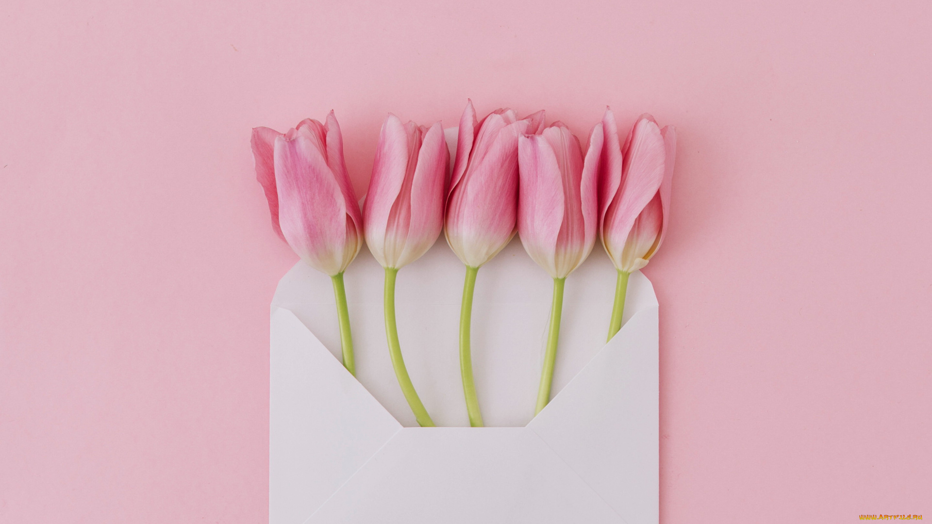 цветы, тюльпаны, конверт, бутоны