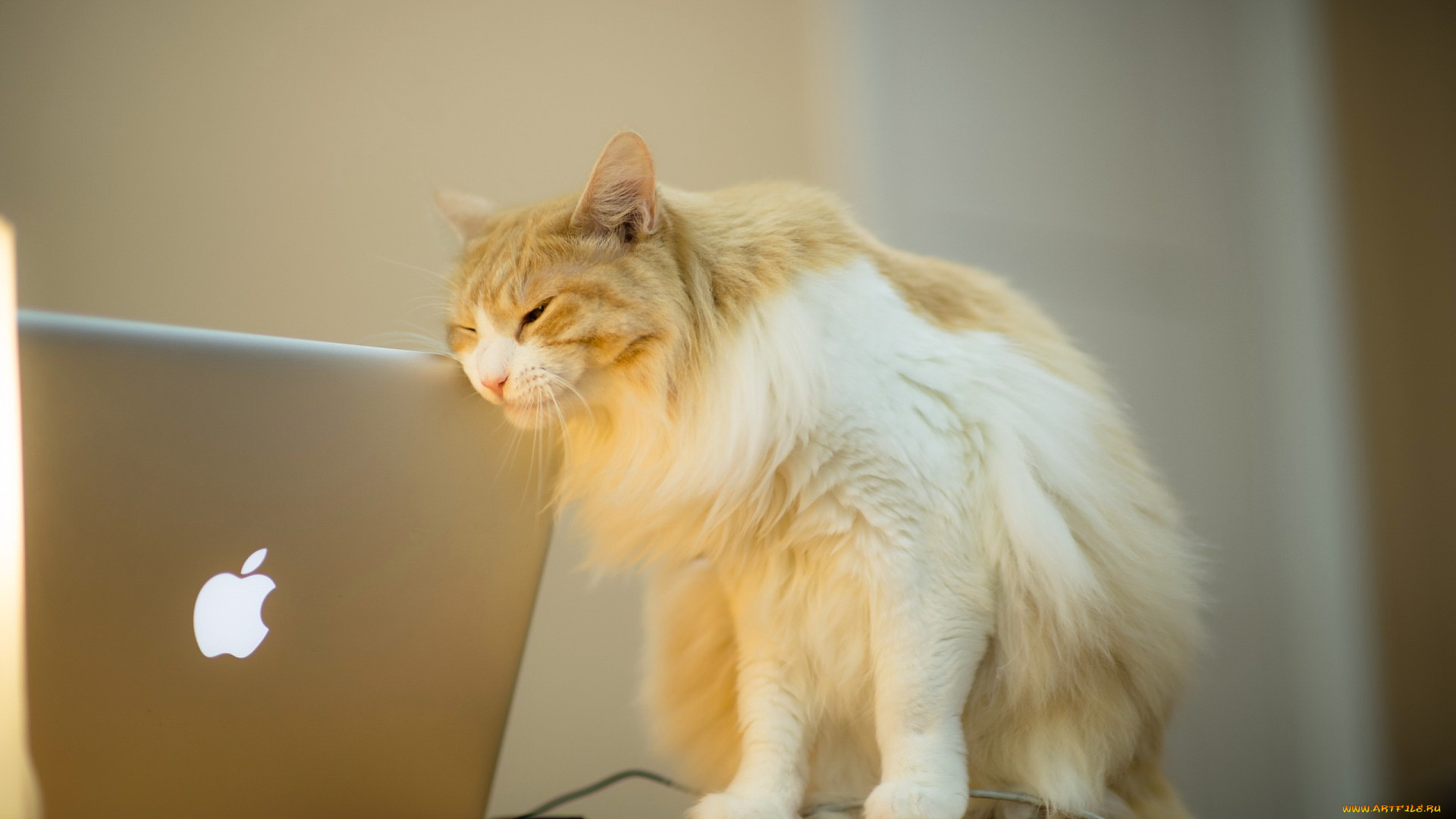 кошки, животные, коты